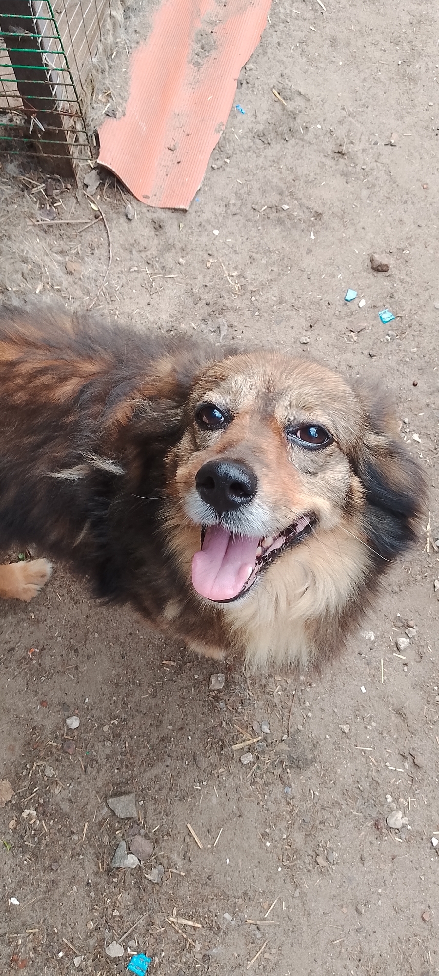A medium-sized, brown and tan mixed-breed dog with a furry coat is lying on the ground, looking up at the camera with its mouth open and tongue out, appearing happy. The dog's fur is a mix of dark brown, light brown, and tan. Its eyes are dark and wide, and its nose is black. The dog is on a dirt ground with small stones and dried grass scattered around. To the left of the dog is a green metal fence and a piece of corrugated orange material lying on the ground. There are also a few small blue plastic fragments visible in the dirt. The scene appears to be outdoors in an unkempt area. The location is identified as Belgorod, Russia.
