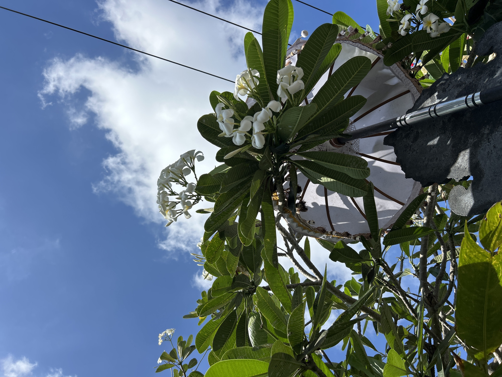 In North Kuta, Indonesia, a low-angle outdoor shot captures a fragment of a white umbrella adorned with decorative trim, positioned beneath lush green foliage and clusters of white plumeria flowers. The umbrella, partially obscured by the leaves and branches of a tree, is supported by a dark-colored, textured pole. The background features a vibrant blue sky dotted with soft, white clouds, and two parallel electrical wires run diagonally across the upper right portion of the frame. The scene is illuminated by bright sunlight, creating subtle shadows.