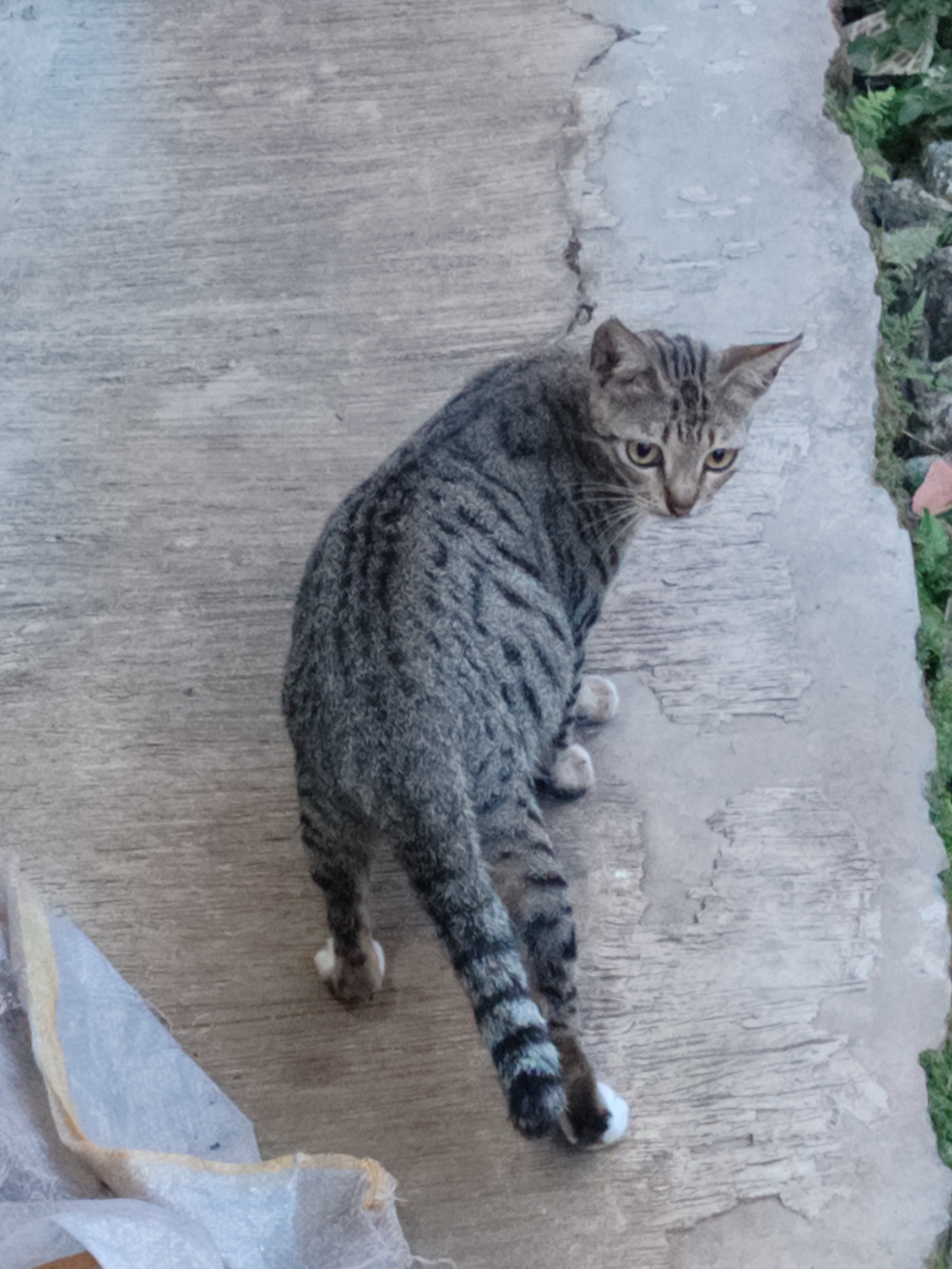 A tabby cat is standing on a textured concrete surface. The cat is facing away from the camera, with its head turned to look back. The cat has grey and black stripes, and white paws. In the background, there is some green foliage and rocks. A white plastic bag is visible in the lower left corner of the image. This scene is located in Gantungan, Indonesia.