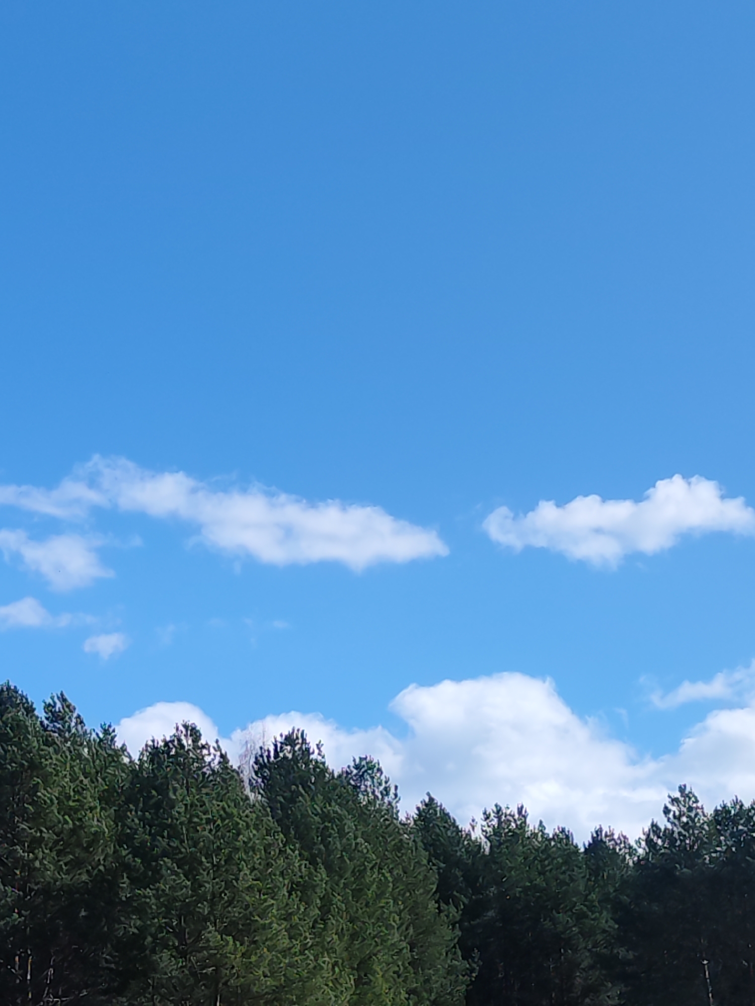 The image depicts a clear, blue sky with scattered white clouds above a dense forest. The trees appear to be coniferous, with varying shades of green indicating different species or stages of growth. There are no visible people or animals. There is no information available in the image itself to determine if the location is Chaikovsky, Russia.