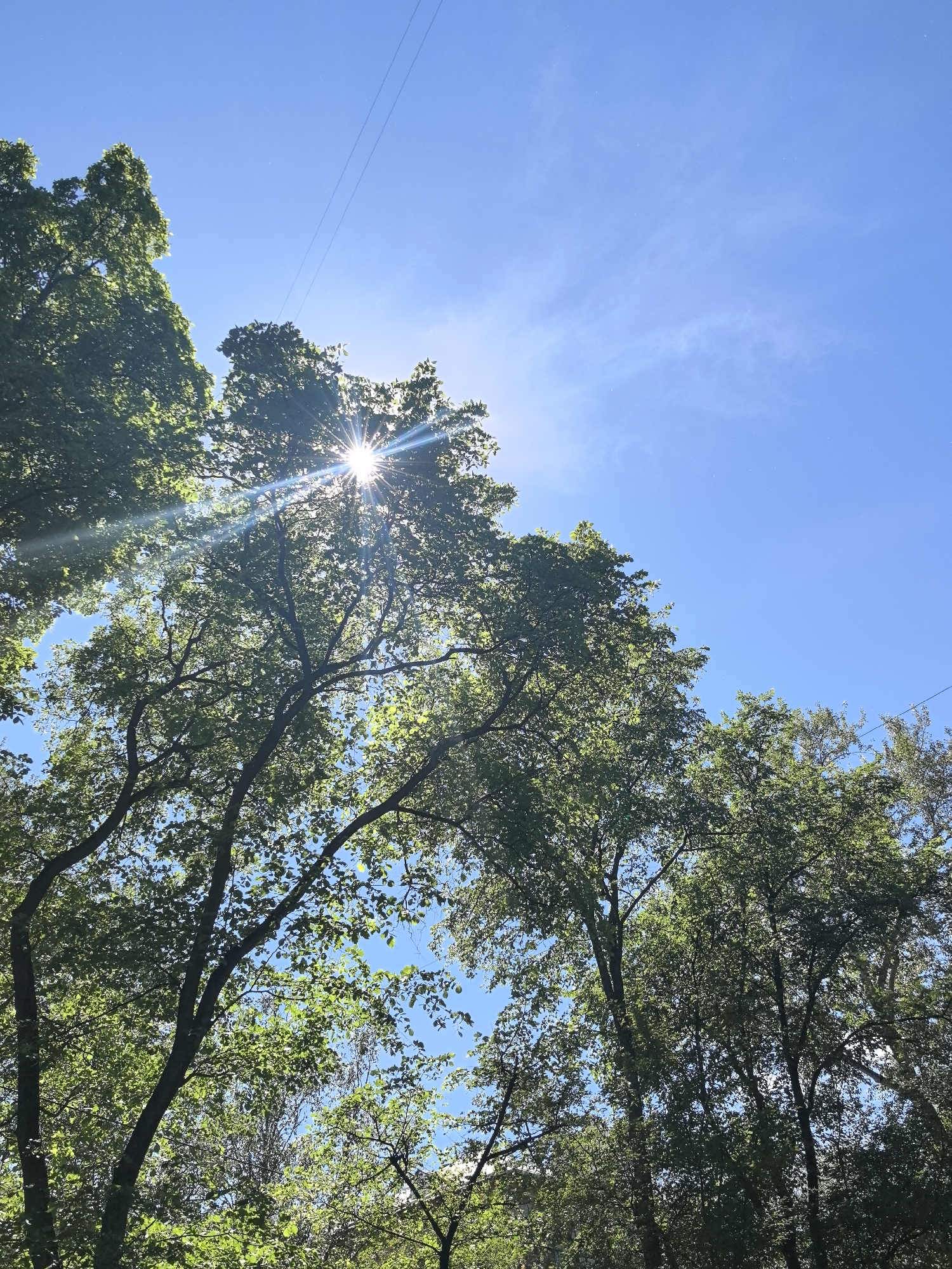 An upward-facing, full-frame, outdoor, vertical shot captures a clear, bright blue sky partially obscured by the dense green canopy of deciduous trees. The sun is visible, peeking through the leaves of the largest tree on the left, creating a strong starburst effect and lens flare that extends across the image. The branches of several trees are silhouetted against the sky. In the upper portion of the image, two thin, dark, parallel wires are visible stretching diagonally across the sky. The image appears to have been taken on a sunny day. There are no people or animals visible. The scene is consistent with a park or wooded area within a city. The presence of utility wires suggests an urban or suburban environment. Given the context provided, this scene is located in the city of Perm, Russia.