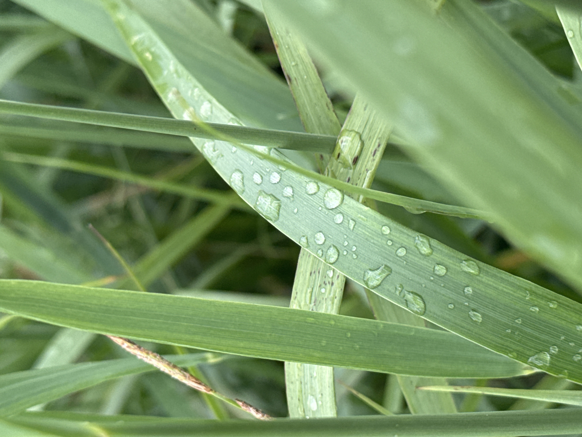 The image displays a close-up view of tall, green grass blades covered in water droplets, suggesting a recent rain or dew. The focus is on the texture of the leaves and the spherical nature of the water. The background is blurred, indicating a shallow depth of field, with more blades of grass and foliage visible. No people, animals, or man-made objects are present. The scene is natural and appears to be outdoors, possibly in a park or meadow. The location is identified as Северный, Russia, suggesting a rural or semi-rural environment with abundant vegetation.