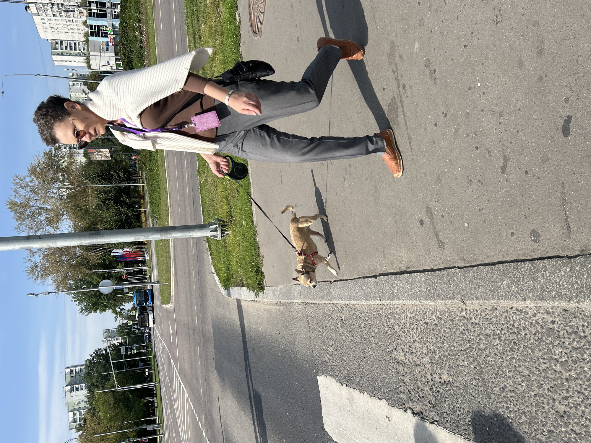 A woman and a small dog are walking on a sidewalk next to a street in Moscow, Russia. The woman is wearing a brown long-sleeved shirt, grey pants, brown loafers, and a white cardigan draped over her shoulders. She is also wearing sunglasses and has a purple lanyard with a pink tag around her neck. She is holding a black retractable dog leash. The dog is a light brown chihuahua mix wearing a red harness. It is walking on the sidewalk, heading towards a crosswalk. In the background, there are apartment buildings, trees, streetlights, and traffic lights. Two buses are visible on the street, one blue and white, and one white. The sky is clear and blue. The scene appears to be in a residential area of Moscow.
