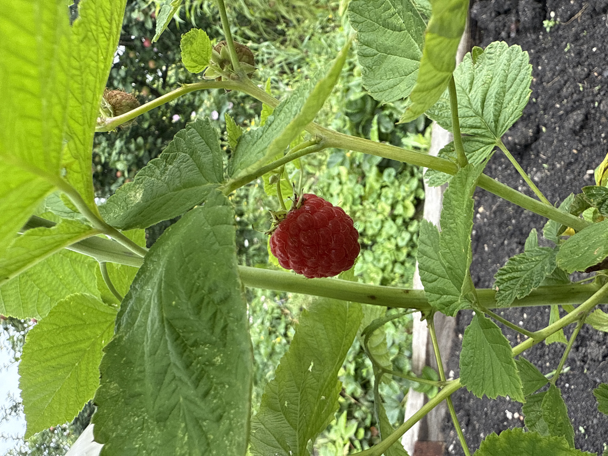 In Kamensk-Uralsky, Russia, a single ripe raspberry hangs from its stem amidst lush green foliage. The raspberry is a vibrant red, its drupelets distinct and plump, indicating ripeness. It is suspended in the center of the frame, drawing the viewer's eye. Surrounding the fruit are large, serrated green leaves, some overlapping and obscuring parts of the stem and other leaves. The plant is growing in dark soil, visible in the lower portion of the image, suggesting it is planted in a garden bed. The background is softly blurred, showing more green foliage and hints of other plants, creating a natural, outdoor setting. There are no people or animals present in the image, and no discernible actions or interactions are taking place. The overall environment is that of a garden or a patch of vegetation.