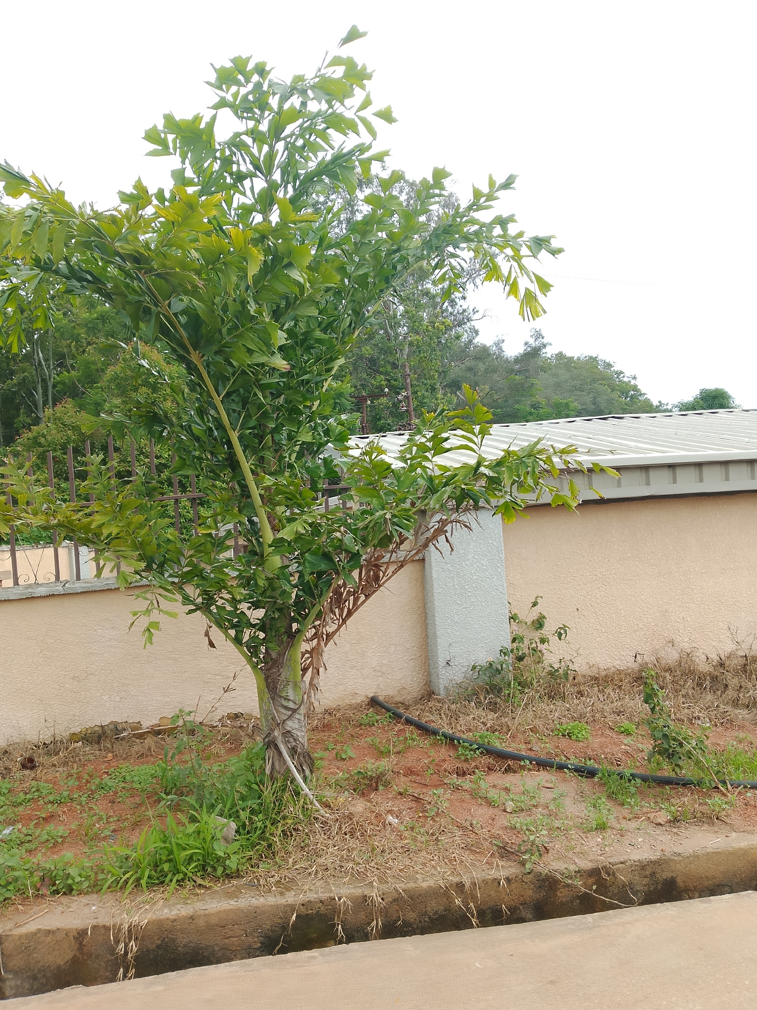 An outdoor scene depicts a young tree with vibrant green leaves and a textured brown trunk. The tree is situated on reddish-brown soil, sparsely covered with green grass and dry, brown vegetation. A dark, flexible hose snakes across the ground near the base of the tree. Behind the tree, a beige wall with a white pillar extends horizontally, topped by a corrugated metal roof. A brown metal fence with a decorative pattern runs along the left side of the image, separating the scene from an unseen area. In the foreground, a concrete drainage ditch runs parallel to the frame. The sky above is overcast and bright white.