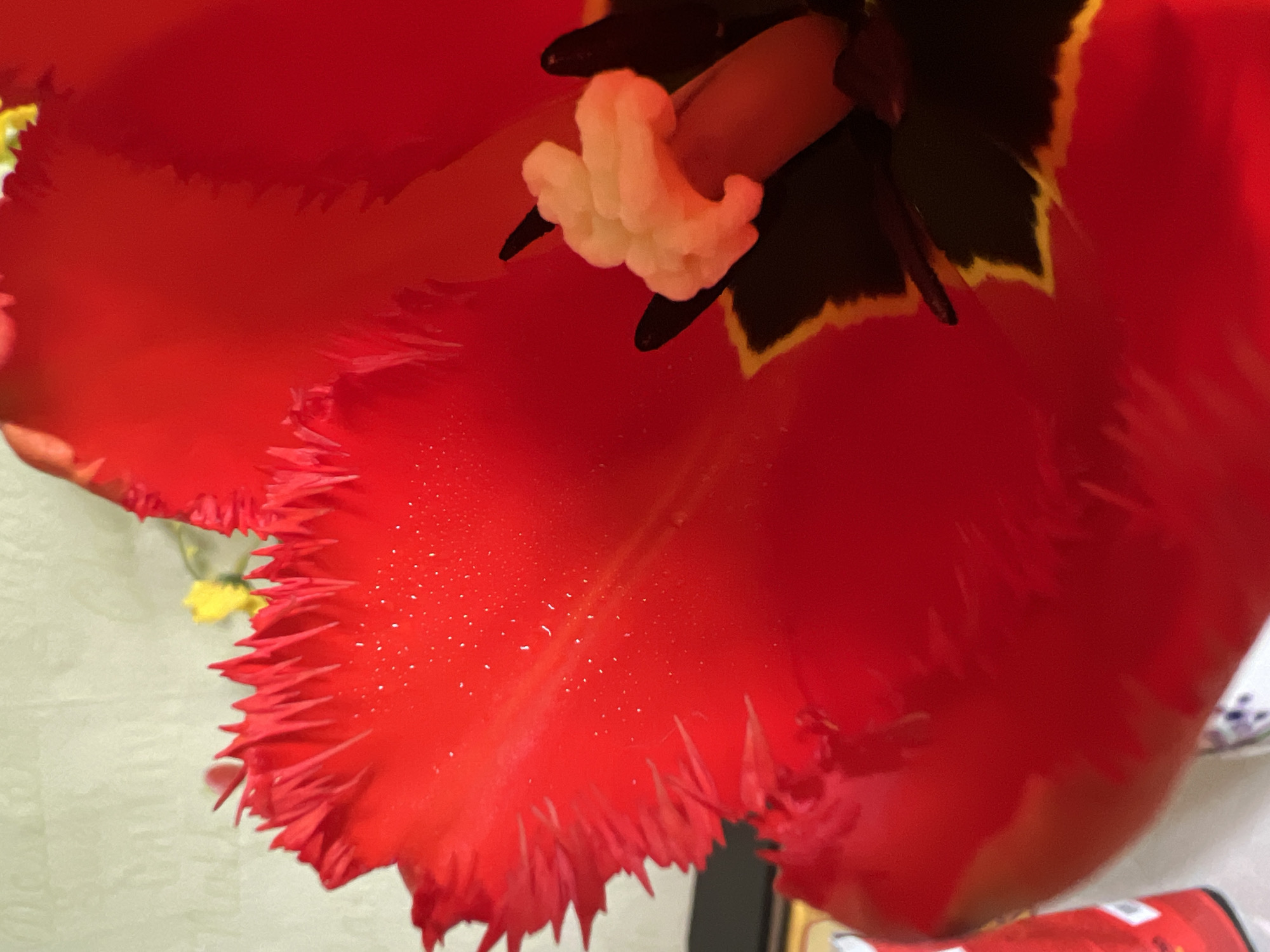 The image depicts a close-up view of a vibrant red flower, likely a fringed tulip, showcasing its intricate details. The flower's petals are prominently displayed, with a distinctive fringed edge. Small water droplets are scattered across the petal's surface. The flower's interior features white, textured stamens and dark-colored, potentially decaying pistils with yellow edging.
The background shows a glimpse of yellow flower buds and other blurred elements, possibly parts of other flowers and vases.
There is no evidence of the location being Chaikovsky, Russia, nor are any people or specific actions depicted. The scene focuses solely on the flower's visual details.