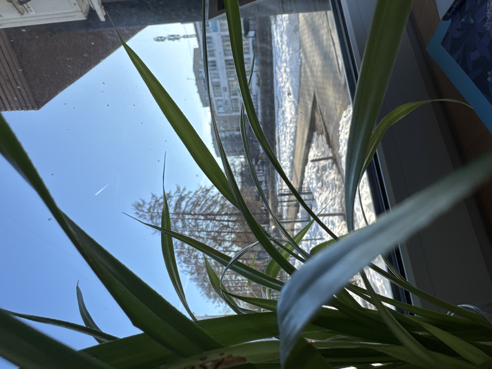 The image shows a view from inside a building, looking out through a window at what appears to be a snowy urban landscape in Chaikovsky, Russia. A plant, likely a spider plant, is in the foreground, obscuring parts of the view. The sky is blue and clear. A building and what looks like a construction crane are visible outside the window. The ground is covered in snow, and bare trees are visible in the distance. The interior has a blue or green panel.