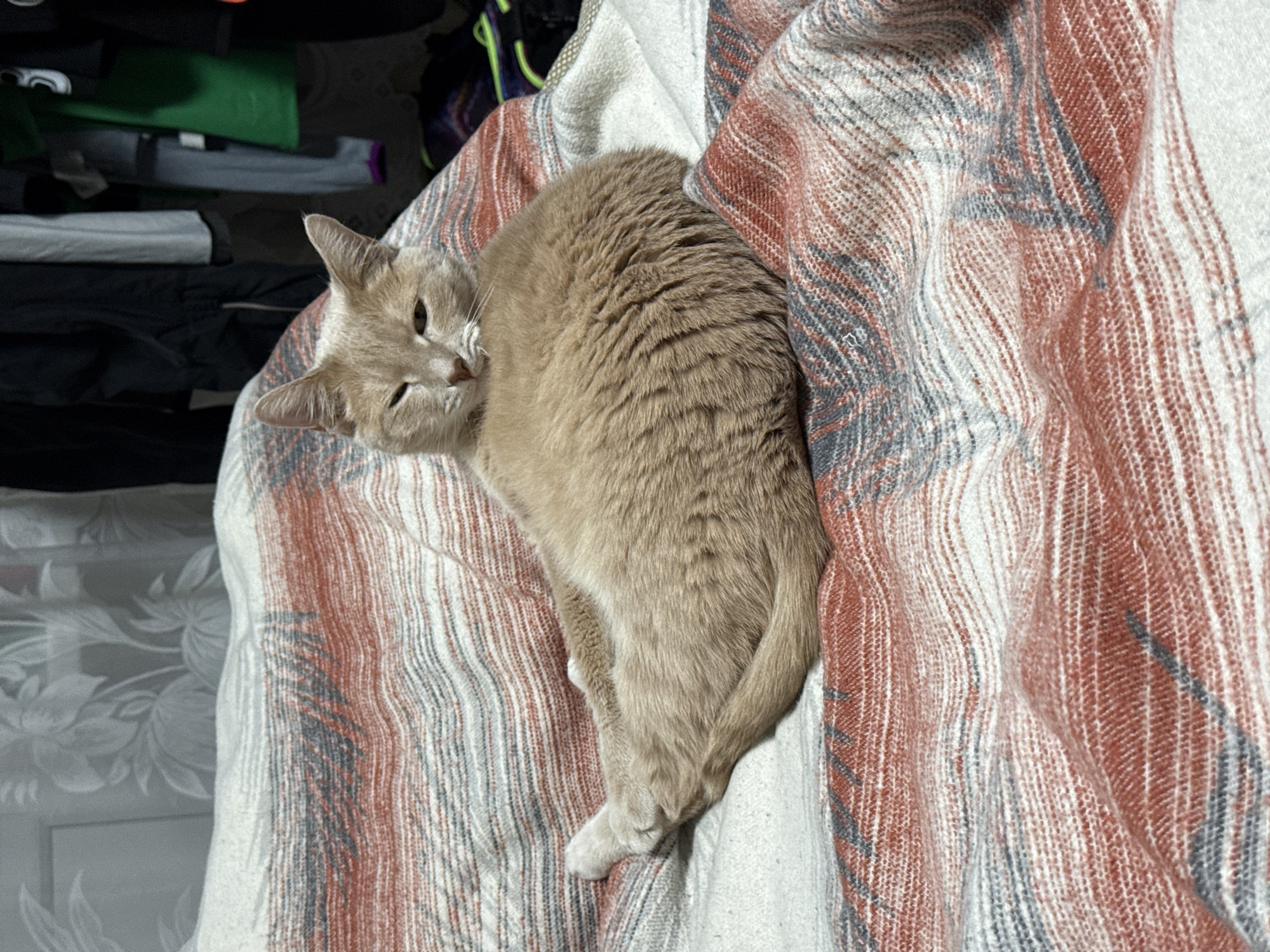 A light tan cat, with soft cream-colored fur and prominent pointed ears, is depicted resting comfortably on a patterned blanket. Its amber eyes are partially closed, conveying a sense of deep relaxation or sleepiness. White whiskers are visible around its snout. The cat's body is curled into the folds of the cozy blanket, which features a distinctive woven pattern of stripes and swirls in white, terracotta, and dark gray tones. One white-tipped paw is visible towards the bottom of the frame, peeking out from beneath its body.
The background to the left of the cat is dark and somewhat cluttered, showing indistinct shapes that resemble stacked or folded clothing and other soft items. A subtly patterned, light-colored curtain or wall is also visible on the far left. The scene is set indoors, likely illuminated by artificial light, as there are no natural light cues or strong shadows. The overall impression is one of warmth and domestic comfort. The cat's serene posture suggests it is content and undisturbed. There is no visible text within the image. This media file originates from Chaikovsky, Russia.