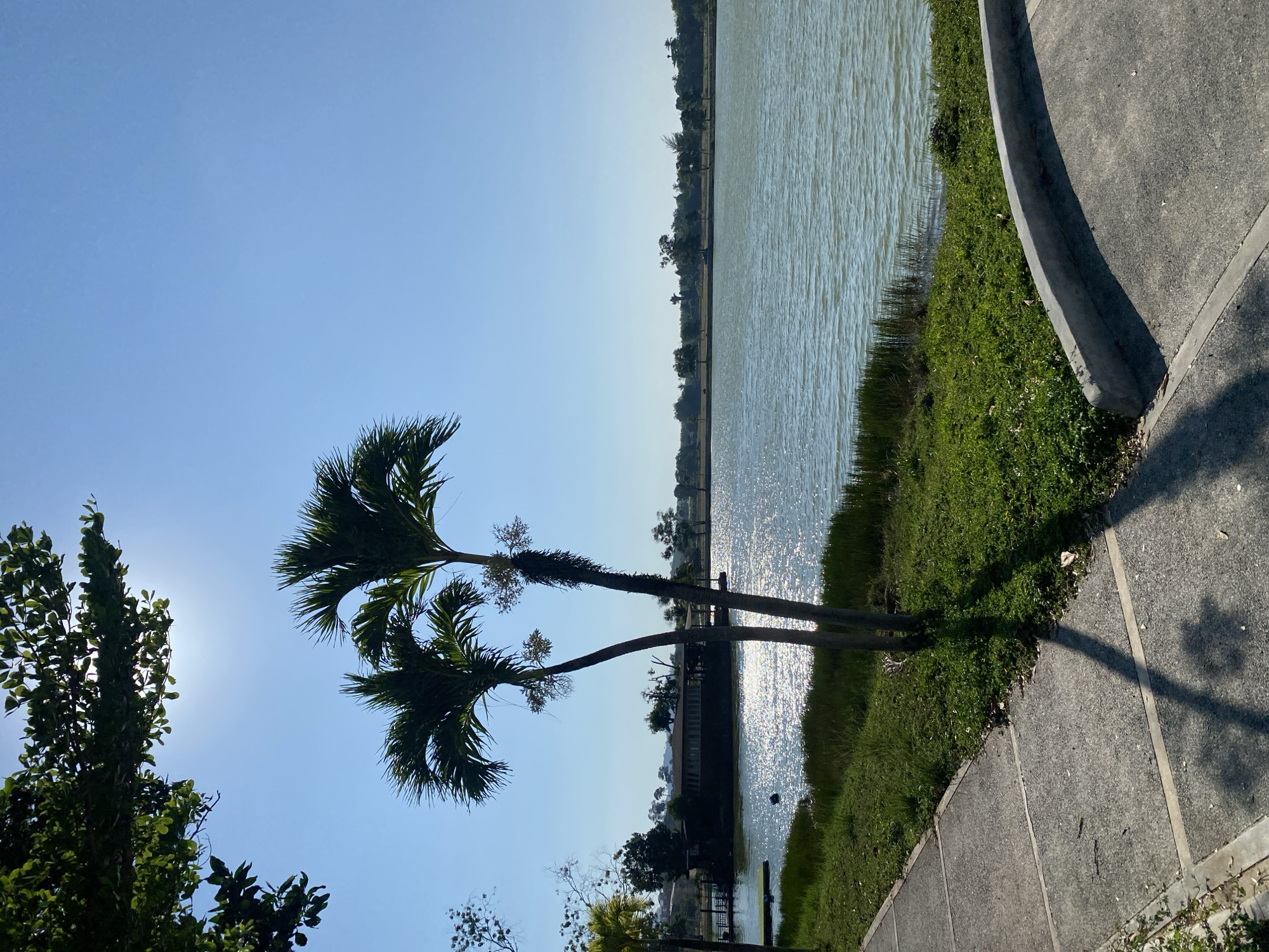 A landscape photograph taken in Choeng Thale, Thailand, shows a lake adjacent to a paved walkway, with palm trees as foreground elements. The lake surface reflects sunlight, creating a shimmering effect. A grassy area separates the water from the pavement. The sky is clear blue. The trees are casting shadows on the pavement. There are also other trees on the opposite side of the lake.