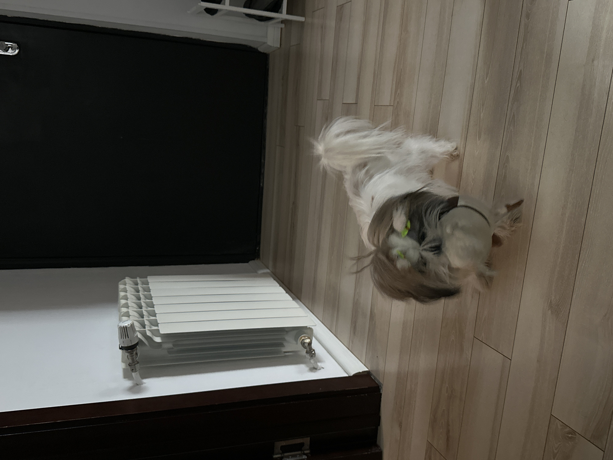The image depicts an indoor scene in what appears to be a domestic setting. A radiator, painted white, is situated atop a dark-colored wooden base. Adjacent to the radiator is a dark, possibly black, wall. A small, long-haired dog is positioned on the light-colored wooden floor to the right of the radiator. The dog has white and gray fur, and it appears to be wearing a gray collar or harness. The location is implied to be Tbilisi, Georgia, but this is not directly verifiable from the image.