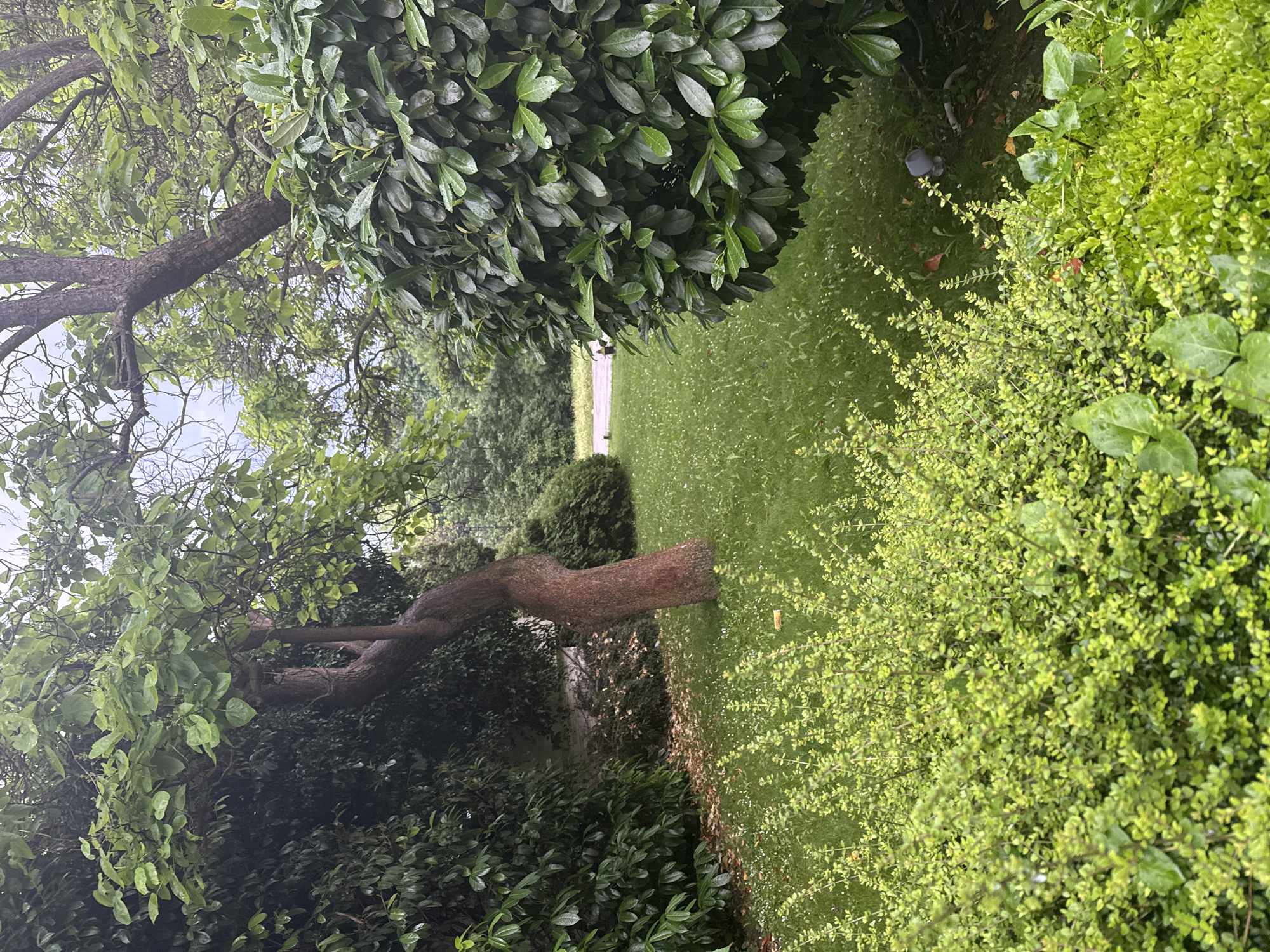 A medium shot captures a section of a park or garden in Varna, Bulgaria, featuring lush greenery and a variety of plants. In the foreground, a dense, low-lying bush with small, vibrant green leaves takes up the bottom portion of the frame. Behind this, a patch of well-maintained green grass dotted with small white flowers extends into the mid-ground. A mature, reddish-brown tree with a twisted trunk is positioned to the left of the grass, its branches reaching upwards and covered in broad, green leaves. To the right of the grass, a large, rounded shrub with dark green, glossy leaves forms a prominent element. In the background, more trees and foliage are visible, creating a layered effect of greenery. The sky above is overcast and appears light grey. A faint, unpaved path or road can be seen in the far distance, with a blurred figure walking away from the camera. The overall impression is one of a tranquil, natural setting within an urban environment.