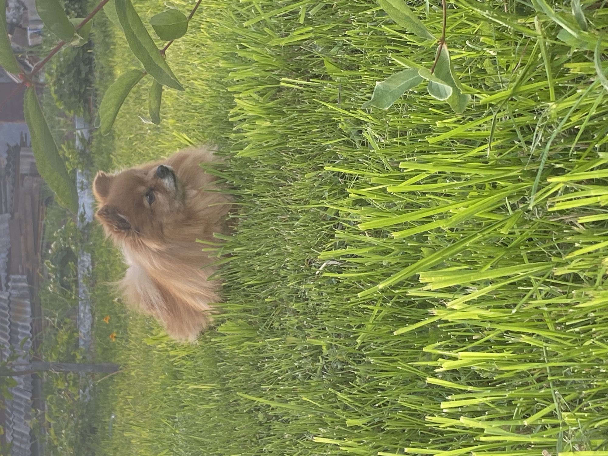 A horizontally oriented image depicts a small, fluffy dog resting peacefully in a vibrant green grassy area. The dog, which appears to be a Pomeranian or a similar small breed, has light brown to tan fur and is positioned on its side, looking gently upwards and towards the left of the frame. Its face, with dark eyes and nose, and the fluffy fur around its chest are clearly visible, while a portion of its bushy tail extends into the lower left.
The foreground and much of the midground are filled with dense, bright green grass, showing individual blades in sharp detail. From the upper left corner, a few larger green leaves belonging to an overhead plant or branch extend into the frame. In the blurred background on the left, a structure resembling a corrugated metal fence or wall can be discerned, suggesting an outdoor residential setting like a garden or backyard. Two small, faint orange flowers are also visible in the distant background.
The scene is bathed in warm, soft sunlight, indicating late afternoon or early evening. The lighting creates a serene atmosphere, highlighting the textures of the dog's fur and the grass. The weather appears sunny and clear. This tranquil outdoor scene is situated in Chaikovsky, Russia. There is no visible text present in the image.