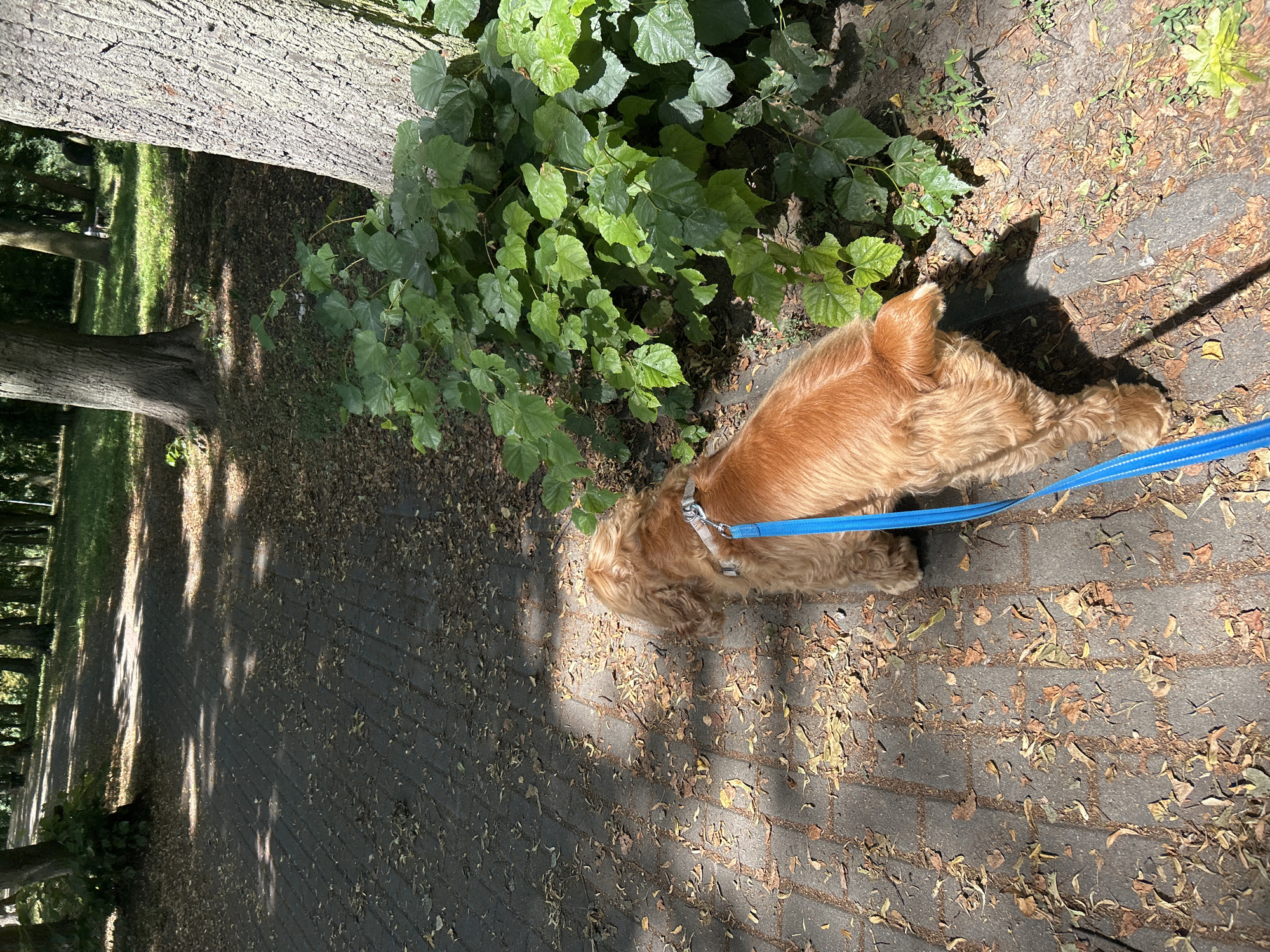 A medium shot captures a golden-brown dog on a leash being walked along a paved path in a park. The dog, a Cocker Spaniel or similar breed, is viewed from behind, its tail slightly raised. A bright blue leash is attached to its harness and extends out of frame to the right. The path is made of interlocking brick pavers and is scattered with fallen brown leaves. Sunlight filters through the trees, creating dappled shadows on the ground. To the right of the path, a large tree with rough bark stands prominently, with lush green ivy growing at its base. The background shows more trees, green grass, and a hint of open space, suggesting a natural or park-like setting. The overall impression is a peaceful outdoor scene.
