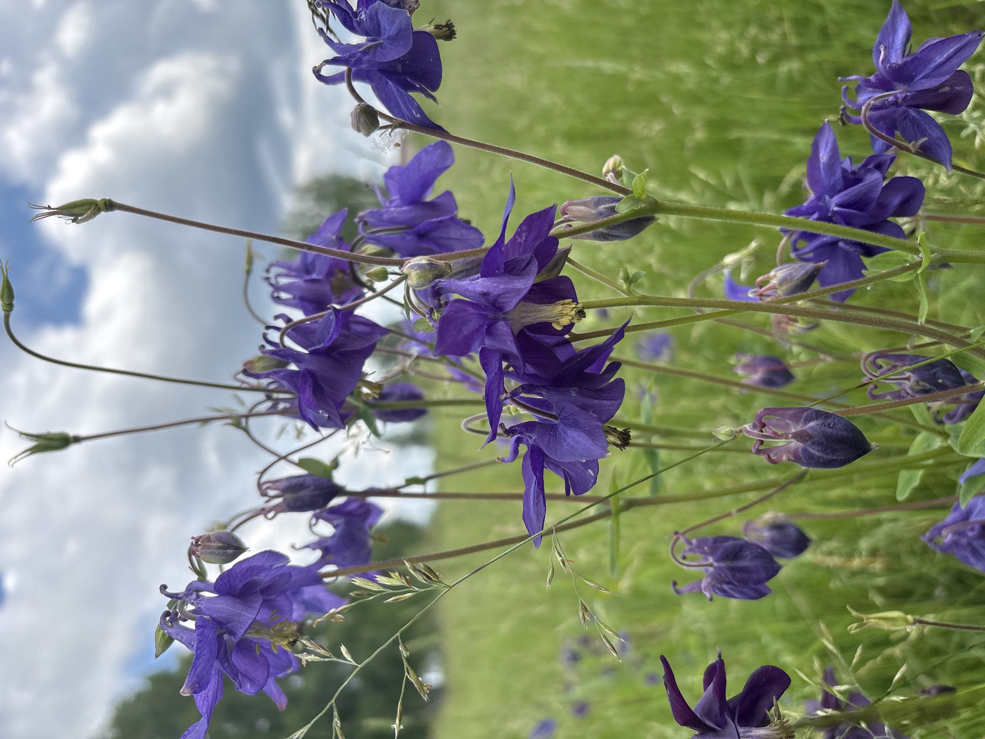 The image is a close-up shot of purple columbine flowers blooming in a grassy field. The flowers are the main subject, with their distinctive spurred petals and delicate structures clearly visible. Some of the flowers are in full bloom, while others are still in bud or have seed pods. The background consists of a blurred expanse of green grass and a cloudy sky. There are no people or man-made objects visible in the frame. The image appears to have been taken outdoors, likely in a natural or semi-natural environment. The overall lighting suggests an overcast day. There is no information available to specify the location as being within the city of Курган, Russia.