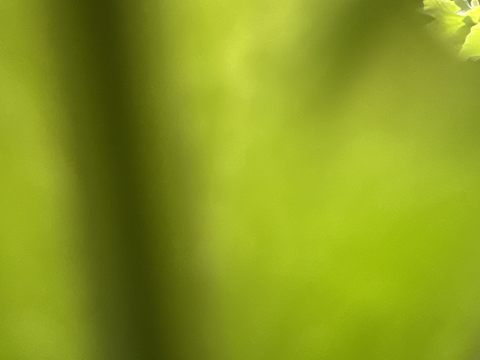 The image is a close-up, abstract shot of vibrant green foliage. There are no people or identifiable objects present. The background is a soft gradient of green, transitioning from a lighter hue at the top to a darker shade towards the bottom. Subtle shadows and highlights suggest the presence of light filtering through leaves, creating a sense of depth and texture. In the bottom right corner, a small portion of a bright yellow-green flower is visible, its petals softly blurred. The overall impression is one of natural beauty and tranquility, possibly a garden or park setting within Belgrade, Serbia.