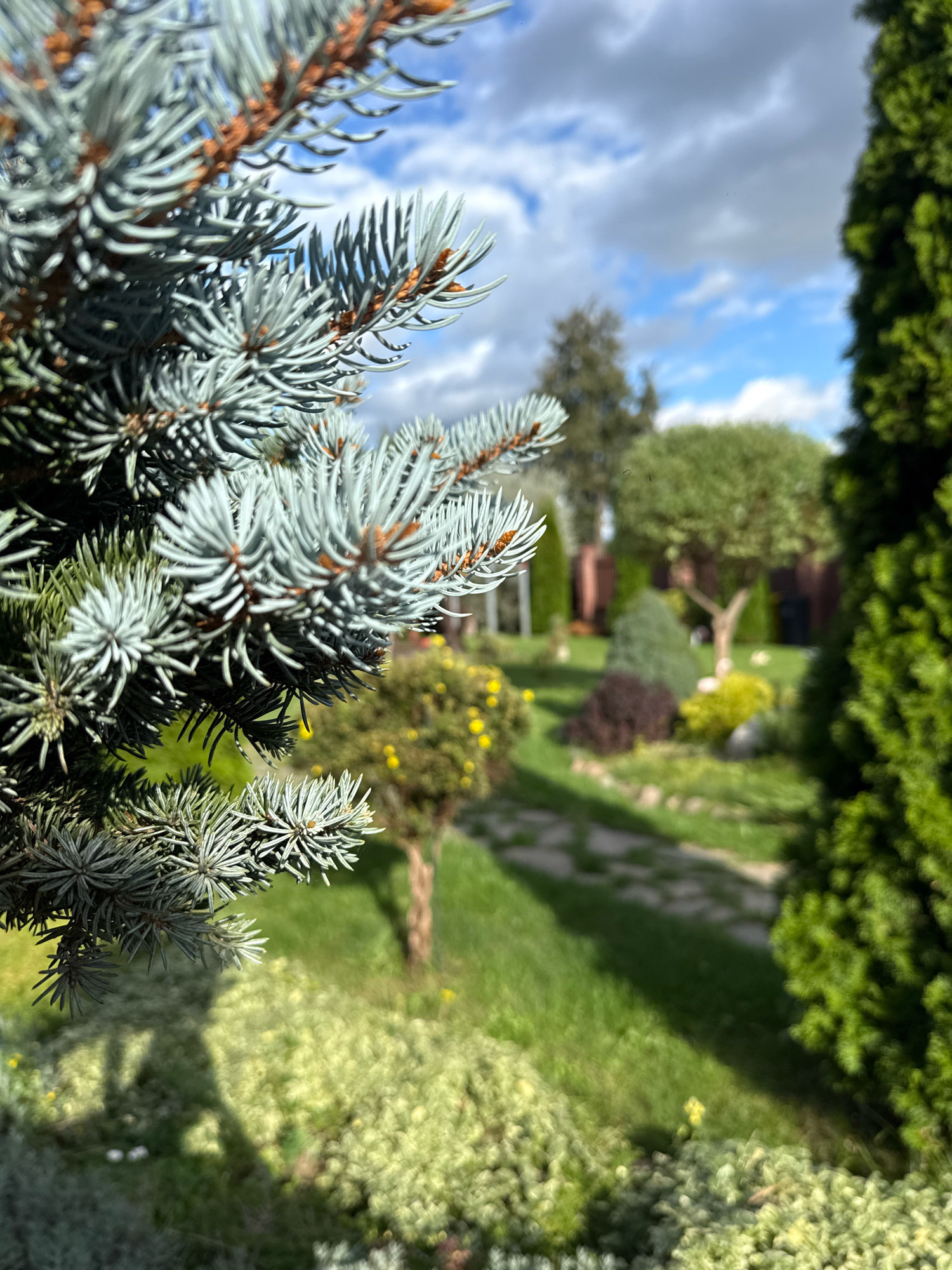 In an outdoor setting, a close-up view of a blue spruce branch dominates the foreground on the left. The needles are a dusty blue-green, with hints of brown where they meet the stem. The branch casts a shadow onto a patch of low-lying, light green foliage below.
Beyond the immediate foreground, the scene opens up to a garden. A paved pathway, made of irregular stones, winds through a lush green lawn. Scattered throughout the garden are various shrubs and trees, including a dark purple, mound-shaped shrub, a brightly yellow flowering bush, and a tree with a visible trunk and a rounded canopy. In the background, a dark wooden fence and a tall, dark green evergreen tree are visible.
The sky above is partly cloudy, with patches of blue sky visible between fluffy white clouds. The sunlight suggests it is daytime. The overall impression is a well-maintained garden scene bathed in natural light. While the specific location of Slawharad, Belarus is mentioned, there are no identifiable landmarks or features within the image that definitively confirm this location. There are no people visible in the image.