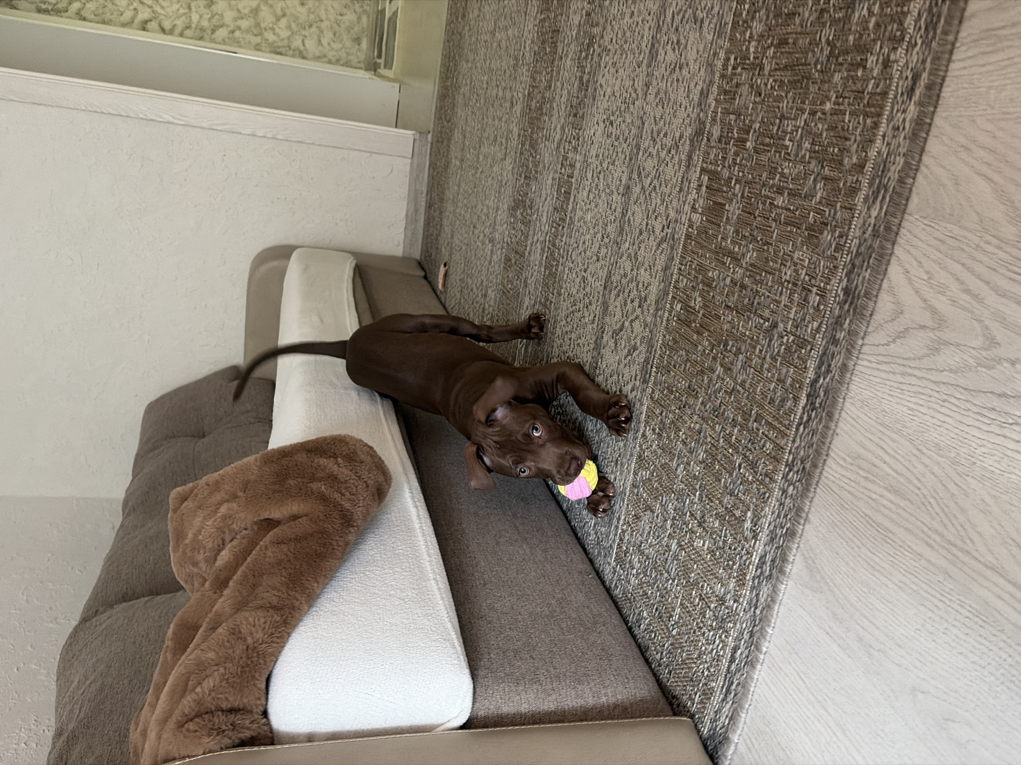 A brown puppy is playing with a pink and yellow ball on a patterned rug next to a sofa. The sofa is covered with a brown fluffy blanket. The room appears to be a living room. The image was taken in Chaikovsky, Russia.