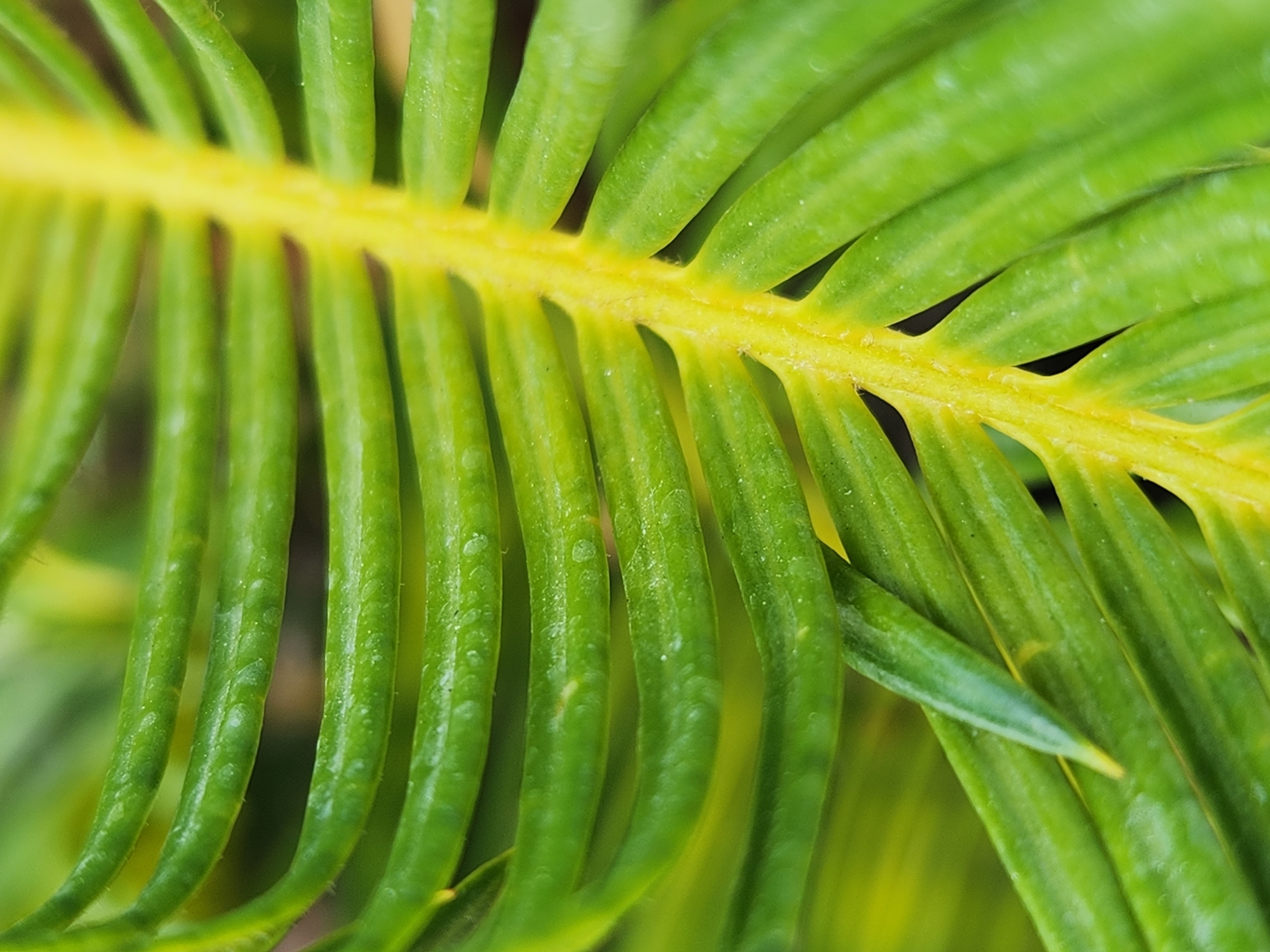 A close-up, low-angle shot shows the fronds of a green plant with a yellow central vein. The fronds are numerous, thin, and curve slightly upwards. The texture of the fronds is slightly bumpy, with some small indentations visible. The background is blurred and appears to be a mixture of green and yellow. The image was taken in Maitland, United States of America.