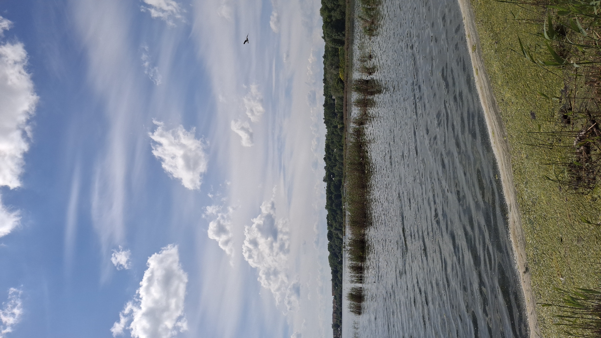 The image depicts a daytime outdoor scene featuring a body of water, a distant forested shoreline, and a partly cloudy sky. The location is the city of Krasnoye Selo, Russia.
The upper half of the image is dominated by a light blue sky, featuring numerous white clouds. These clouds range from well-defined, fluffy cumulus formations, particularly in the lower left and upper right quadrants, to thinner, more dispersed cirrus or altocumulus streaks across the upper middle and right. Sunlight appears to be ample, illuminating the clouds from above.
The lower half of the image is occupied by a large body of water, likely a lake or pond. The water surface is textured with numerous small ripples, suggesting a gentle breeze. Its color is a dark, murky green-grey, reflecting the sky and possibly indicating sediment or algae content. In the mid-ground, several distinct clusters of tall, brown and green reeds or aquatic grasses emerge from the water, forming small vegetated islands.
Across the water, a distant shoreline is visible. This shoreline is densely covered with a continuous band of green trees and foliage, indicative of a forested or heavily vegetated area. To the far left of the shoreline, faint, indistinct structures or buildings are discernible, suggesting the presence of a town or urban development within Krasnoye Selo.
In the immediate foreground, along the water's edge on the right, the bank is thickly covered with a layer of bright, light green aquatic vegetation, possibly duckweed or an algae bloom. A narrow, lighter-colored band, potentially sand or sediment, separates this green layer from the open water. Several individual blades of taller, green grass or reeds are visible emerging from this foreground vegetation.
A single dark-colored bird is captured in flight in the upper right quadrant of the sky, its silhouette appearing against the clouds. No people are visible in the scene.