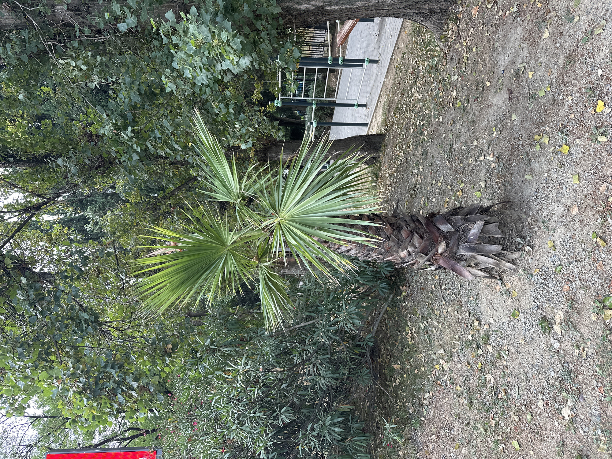 The image shows a small palm tree in the foreground, with its fronds fanned out. The tree has a rough, fibrous trunk. Behind the palm tree, there is a dense wall of green foliage, likely bushes and other trees. Further back, there is an outdoor fitness area with metal bars and a wooden bench. A paved walkway runs alongside the fitness equipment. The ground is covered in dirt, small stones, and fallen leaves, suggesting an outdoor park or public space. The environment appears to be a city park in Sochi, Russia, given the presence of palm trees and the general aesthetic. There are no people visible in the image.