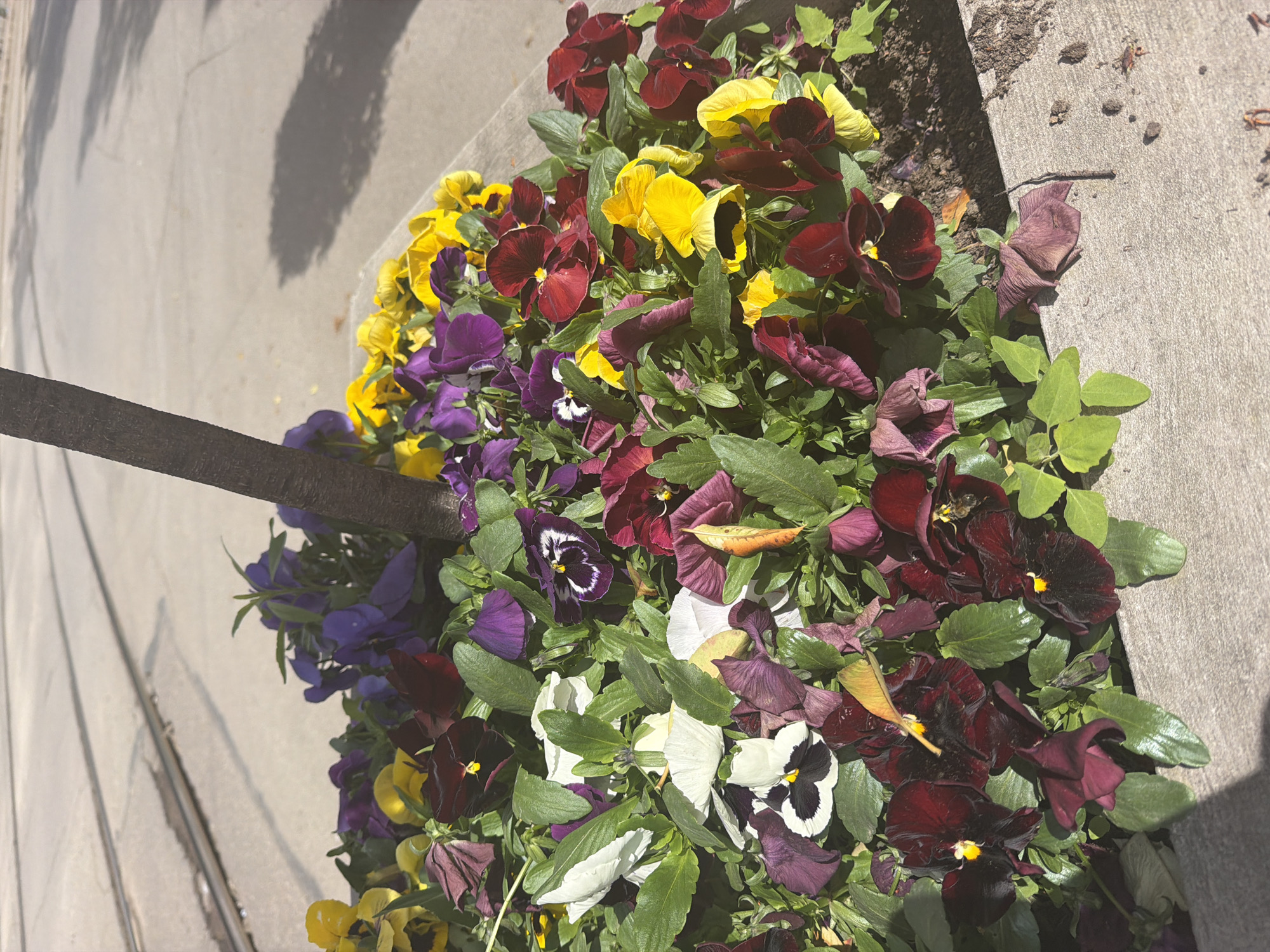 The image depicts a flower bed adjacent to a sidewalk. The flower bed is densely populated with pansies of various colors, including yellow, red, purple, white, and burgundy. A dark, possibly metal, pole is visible, positioned amongst the flowers. The sidewalk is concrete. The scene appears to be in a city, but there is no information to definitively determine it is Sofia, Bulgaria.