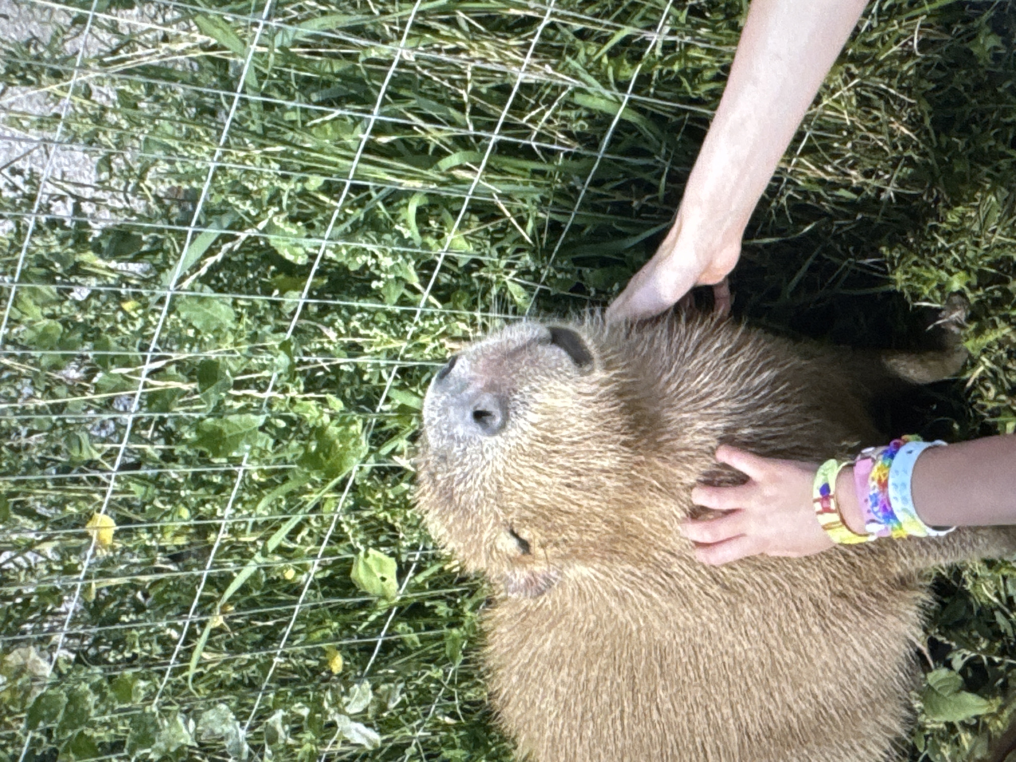 A capybara is being petted by two people in an outdoor enclosure with a wire fence. The capybara is lying on its back with its eyes closed, enjoying the attention. One person's arm is visible on the left, touching the capybara's head. Another person's arm is visible on the right, also petting the capybara. This person is wearing several colorful bracelets on their wrist. The enclosure is filled with grass and some scattered yellow flowers. The lighting suggests it is daytime, likely sunny, given the shadows. The scene appears peaceful and calm, with the capybara seemingly relaxed. The presence of the wire fence indicates it is likely a zoo or animal sanctuary. No text is visible in the image.
