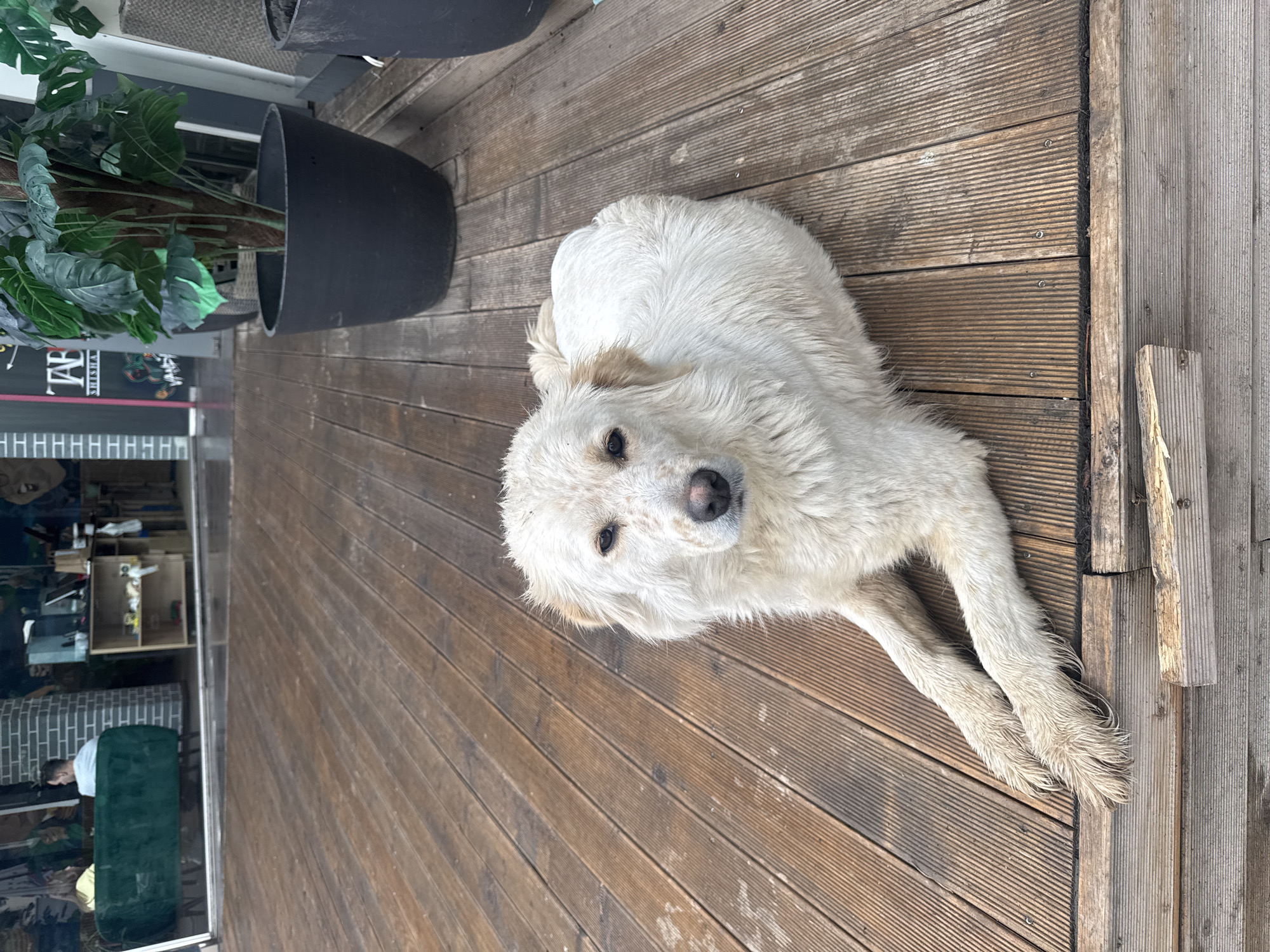 A white dog is lying on a wooden deck outdoors. The dog has a pink nose and brown eyes, and its fur appears slightly wet. Next to the dog, on the left side of the frame, there is a black planter with green foliage. Behind the planter, a store window is visible with reflections of indoor furnishings and people. The deck appears to be made of narrow wooden planks. The image does not contain enough information to confirm it is in Sofia, Bulgaria.