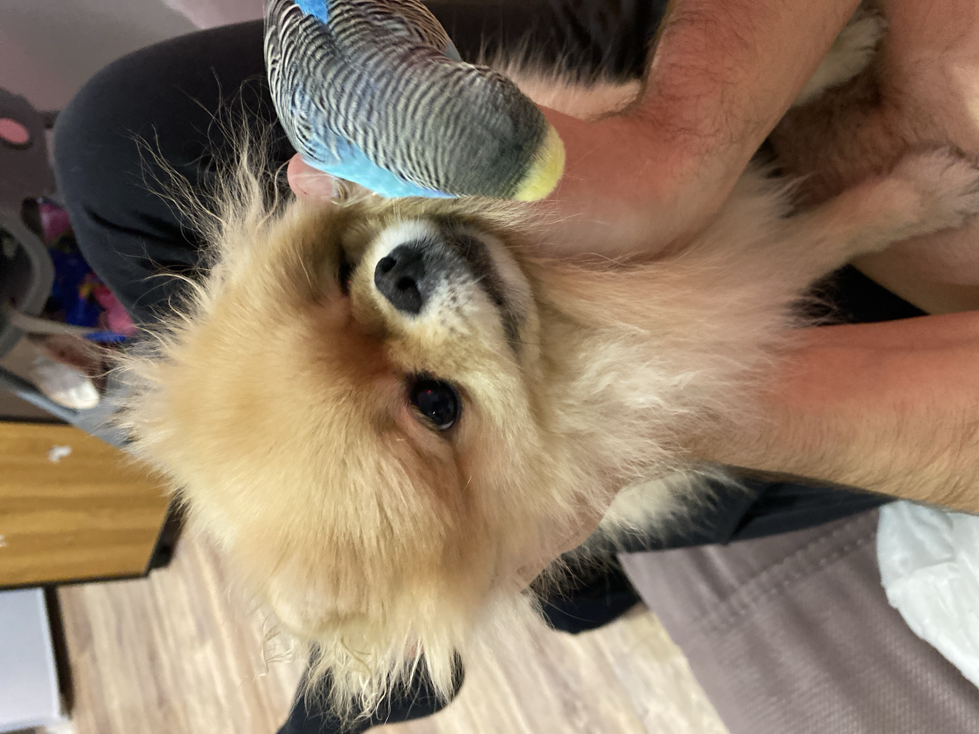 A tan Pomeranian dog is being held by a person. A blue and gray budgie bird is perched on the dog's head. The dog is looking at the camera with one eye partially closed. The person holding the dog is wearing a black shirt. The background is blurry and includes a wooden floor and a gray chair. The location is Unknown, Unknown.