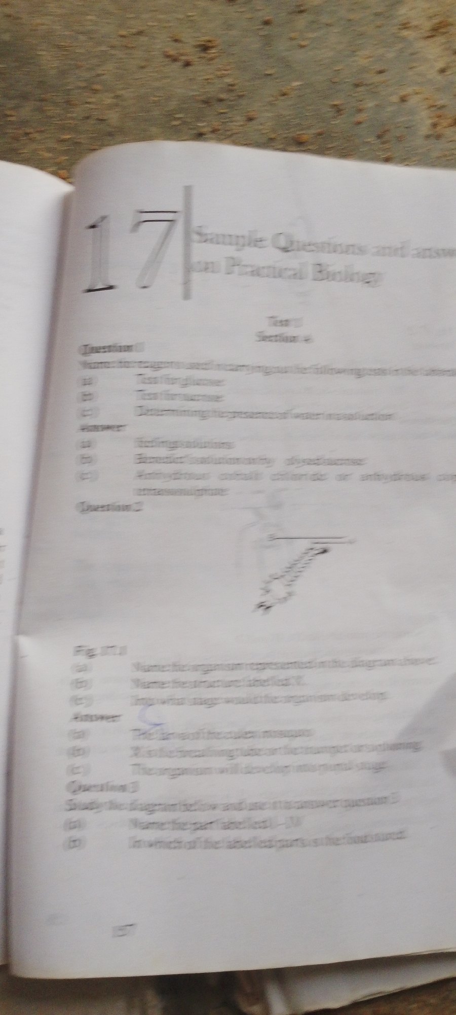 The image shows a page from a book titled "Sample Questions and Answers on Practical Biology". The page is numbered "17" and contains several questions and their answers, along with a diagram. The text is in English. The book is lying on a surface that appears to be a textured fabric, possibly a carpet or a rug, with some small debris scattered on it. There are no people or specific landmarks visible that would indicate a location in Jalingo, Nigeria.