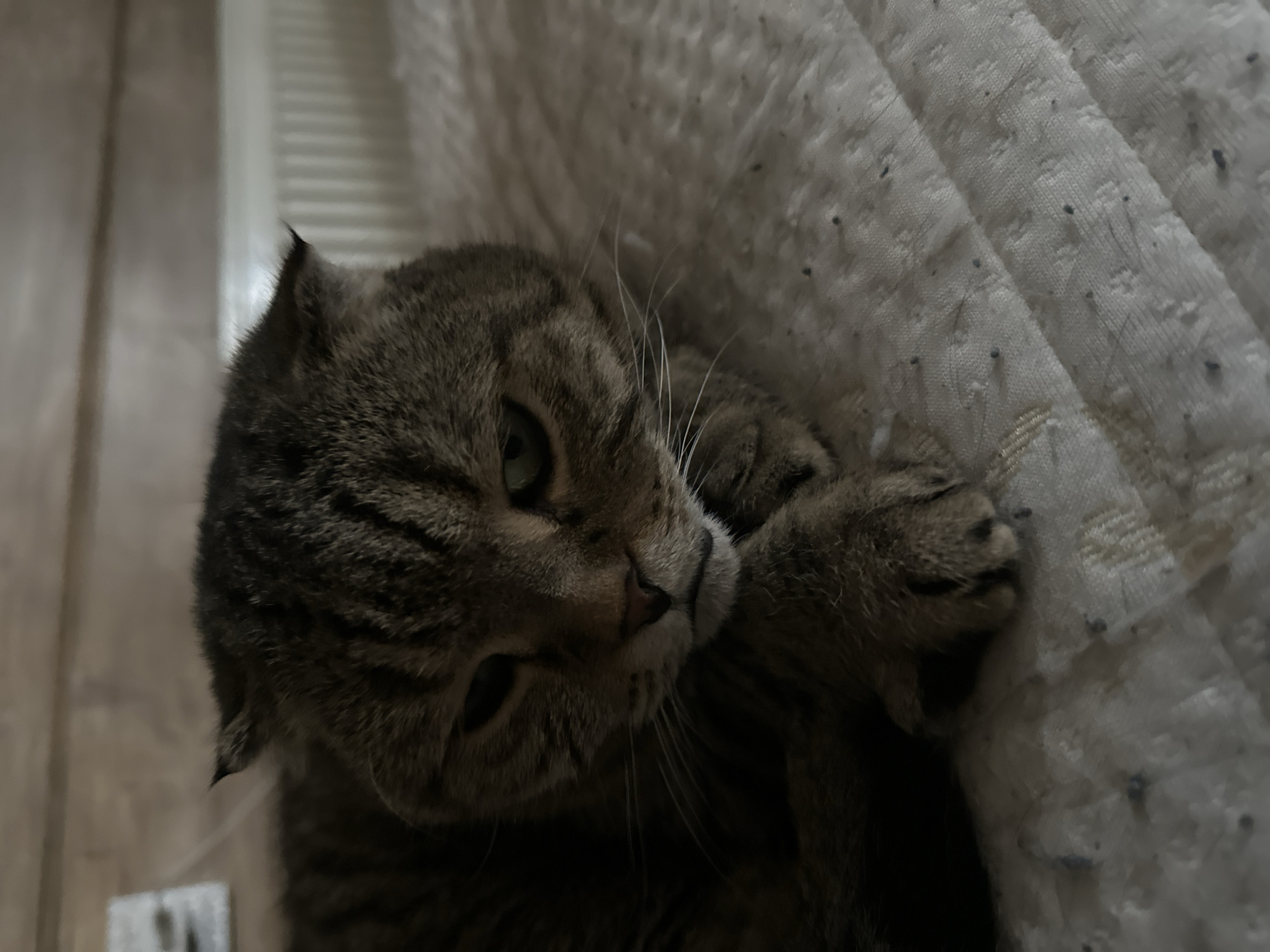 A close-up, eye-level shot shows a tabby cat with folded ears resting on a textured, cream-colored surface, possibly a bedspread. The cat's head is turned slightly to the right, with its paws resting in front of its face. The cat's expression appears somber, with its eyes partially closed and its mouth in a slight frown. The background is out of focus, but appears to be a wooden surface with a hint of a white radiator behind it. There is no indication of the city of Virki, Russia.