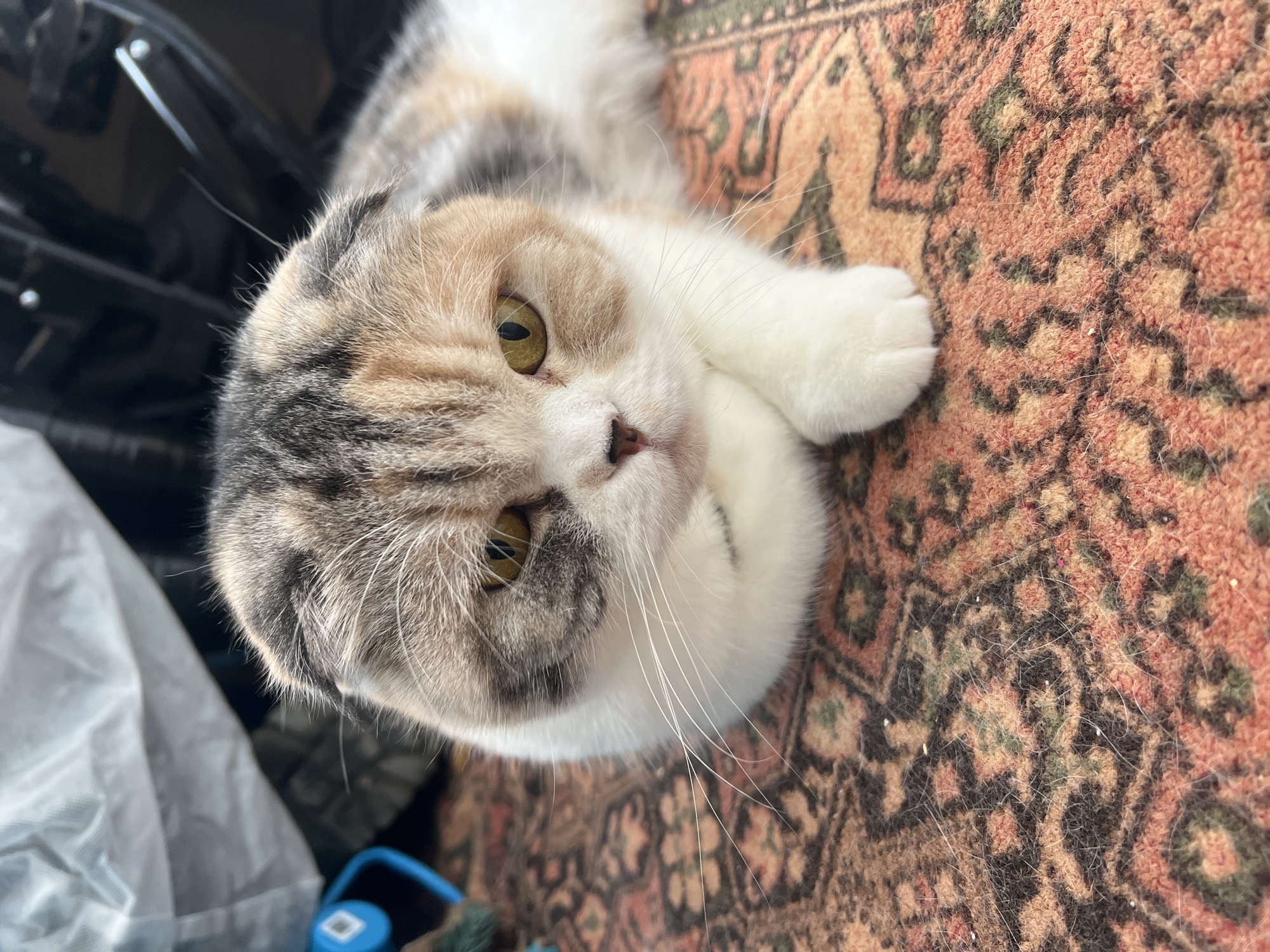 A tri-color domestic cat, exhibiting characteristics of a Scottish Fold breed with folded ears, is depicted lying prone on an ornate, low-pile rug. The cat possesses a mottled fur pattern consisting of white, grey-tabby, and light brown patches, with prominent yellow eyes and white whiskers. Its front paws are tucked beneath its body. The rug features a repeating geometric and floral pattern in shades of red-orange, brown, and green, showing traces of scattered fur and small debris particles. The background is blurred, revealing a light grey crumpled object, likely plastic or fabric, to the left, and dark, indistinct objects to the right and rear of the cat. The scene is illuminated by ambient light. The location is an indoor setting in Noviy, Russia.