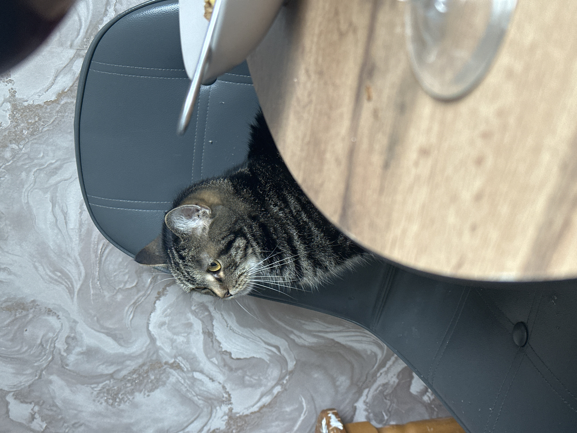 A tabby cat rests on a black chair beneath a wooden table, indoors. The floor has a marble-like pattern. The location is possibly Stavropol, Russia.