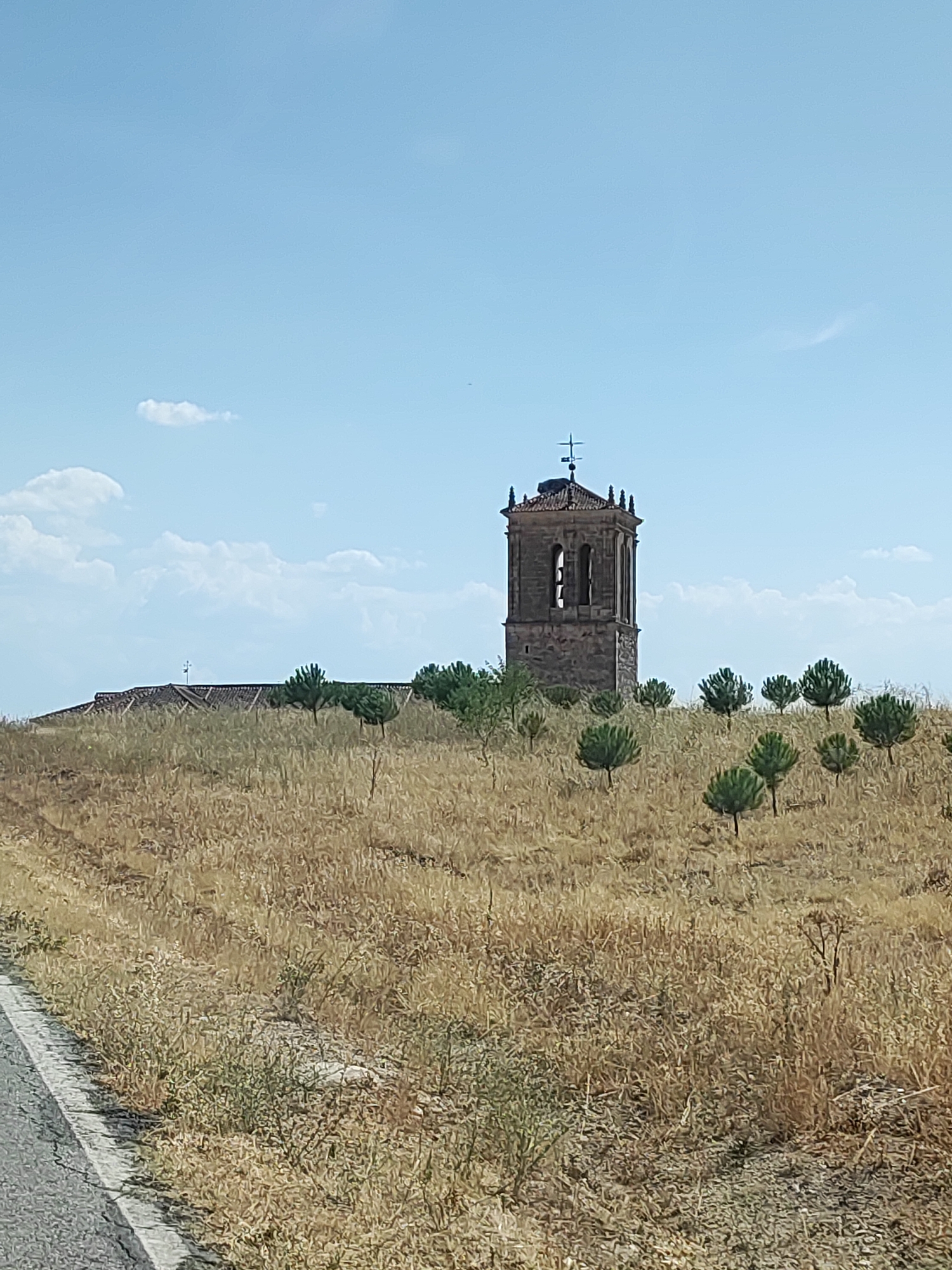 A bell tower, likely part of a church in Santa María la Real de Nieva, Spain, stands prominently on a dry, grassy hill under a clear blue sky with scattered white clouds. The stone tower has arched openings and a tiled roof topped with a weather vane. In front of the tower, several small, bushy green trees are dotted across the landscape, contrasting with the golden-brown dry grass that covers the ground. A low-lying building with a tiled roof is visible behind the trees to the left of the tower. The foreground shows a paved road with a white line marking its edge, and the dry grass extends to the edge of the road. The overall impression is a rural scene on a sunny day.