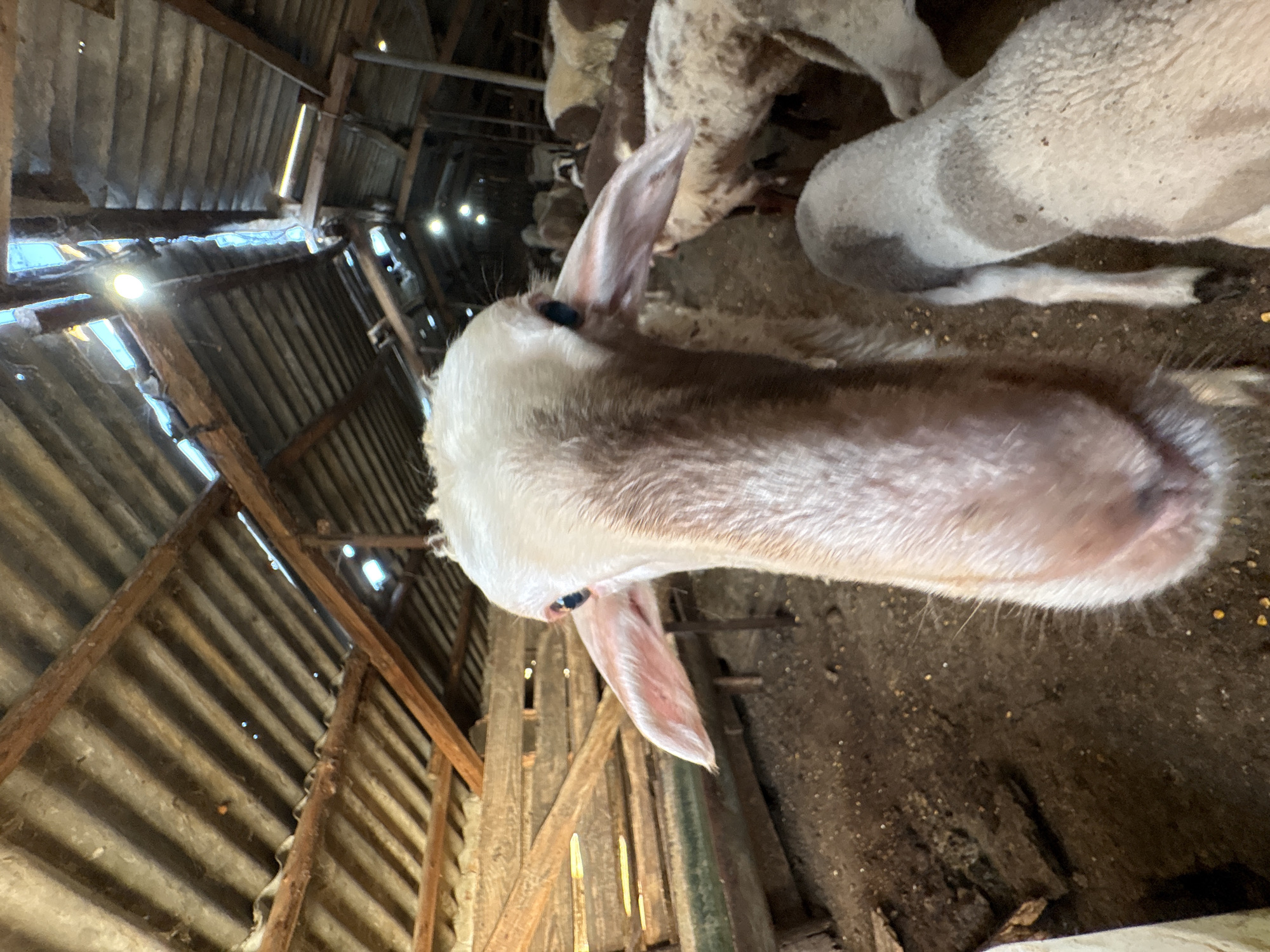 A close-up, low-angle shot shows the head of a sheep with its snout filling much of the frame. The sheep has pale pink skin and a white woolly forehead with large, floppy ears on either side of its head. Its eyes are a deep blue. Behind the sheep, a herd of other sheep is visible, mostly obscured by the foreground subject. The animals are inside a rustic barn or shed with a corrugated metal roof supported by wooden beams. Light filters through gaps in the roof and from several light bulbs hanging from the ceiling. The floor of the barn is dirt and scattered with feed. In the background, the wooden walls of the structure are visible. The location is identified as Tankovo, Bulgaria.
