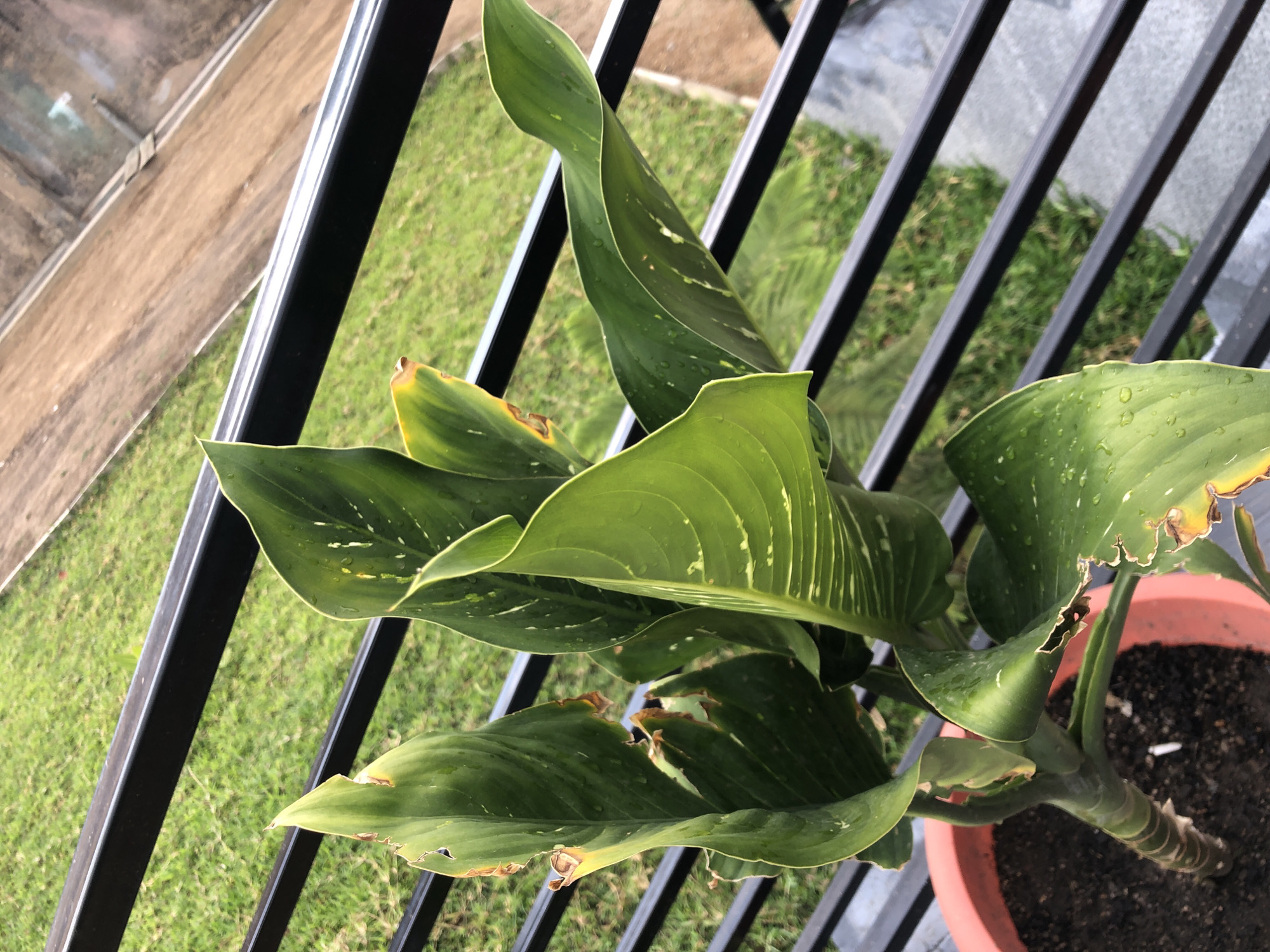 A potted Dieffenbachia plant sits on a balcony. The plant has large, green leaves with yellow and brown spots, and some of the edges appear to be damaged. The plant is in a terracotta pot filled with dark soil. The balcony has black metal railings. The view from the balcony shows a grassy area and some buildings in the distance. The image was taken in Jos, Nigeria.