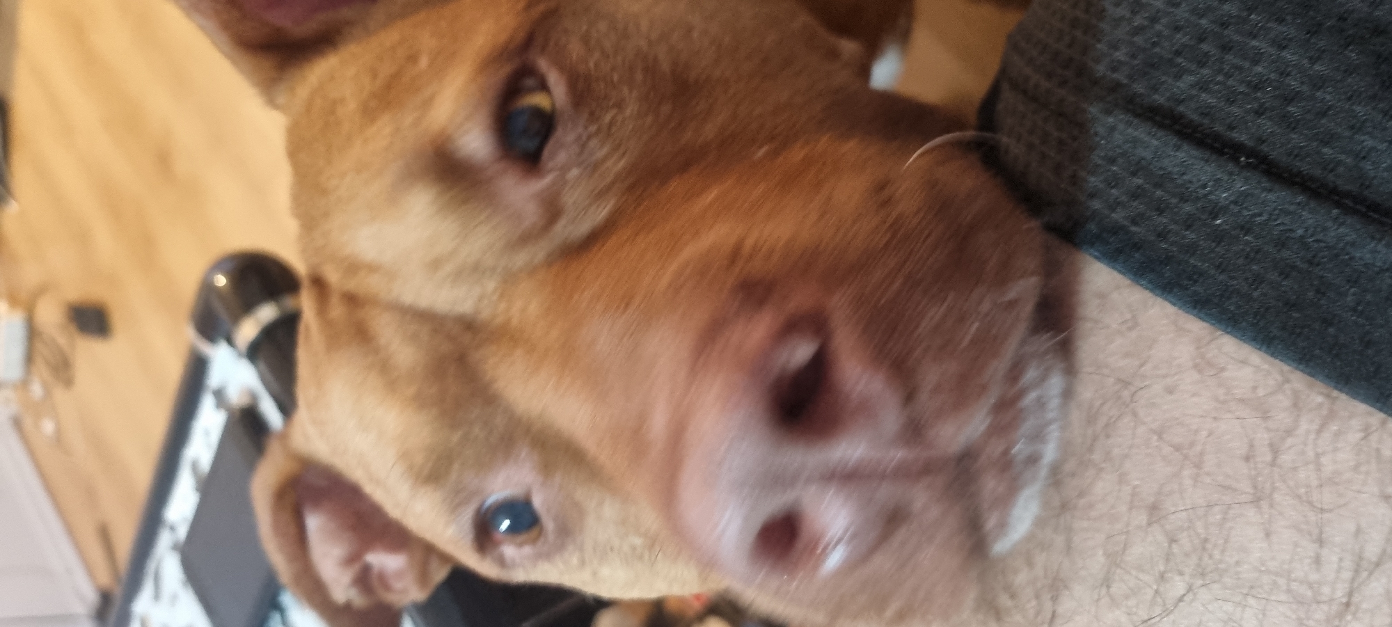 A close-up photograph captures a brown dog's face, tilted towards the camera. The dog's eyes are visible, as is its nose. A person's arm, covered with hair and wearing a dark gray textured fabric, is adjacent to the dog's head. The location is Unknown, Unknown. Other objects include a black object with a silver trim in the background and items on a wooden floor. The dog and person are interacting.
