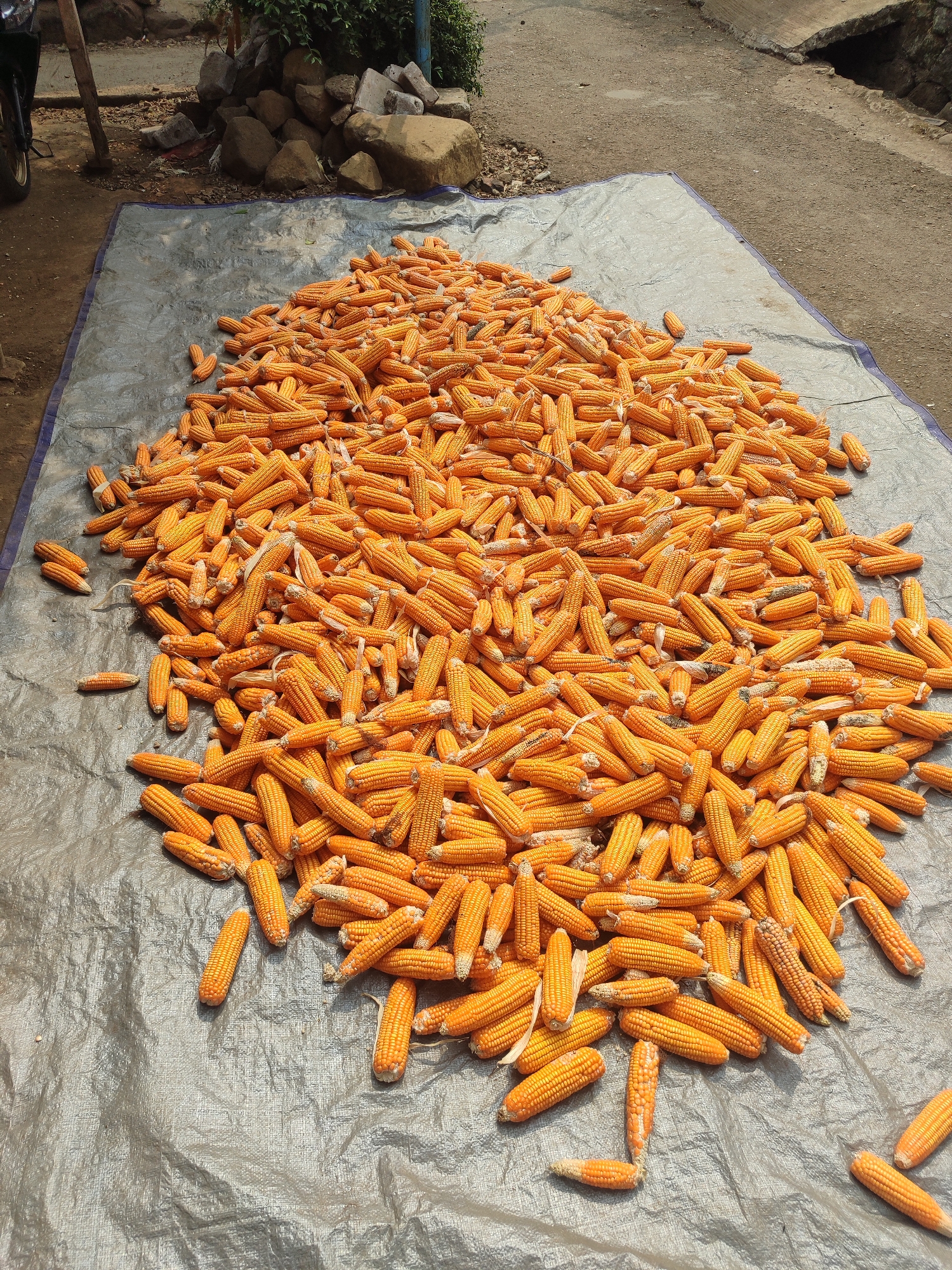 A large pile of dried corn cobs is spread out on a grey tarp on the ground. The corn is a vibrant yellow-orange color. The tarp is set against a background of dirt, rocks, and some vegetation. A concrete drainage ditch and a dirt road are visible in the upper right of the image. A portion of a motorcycle wheel is visible in the upper left. The scene appears to be in an outdoor, rural area.