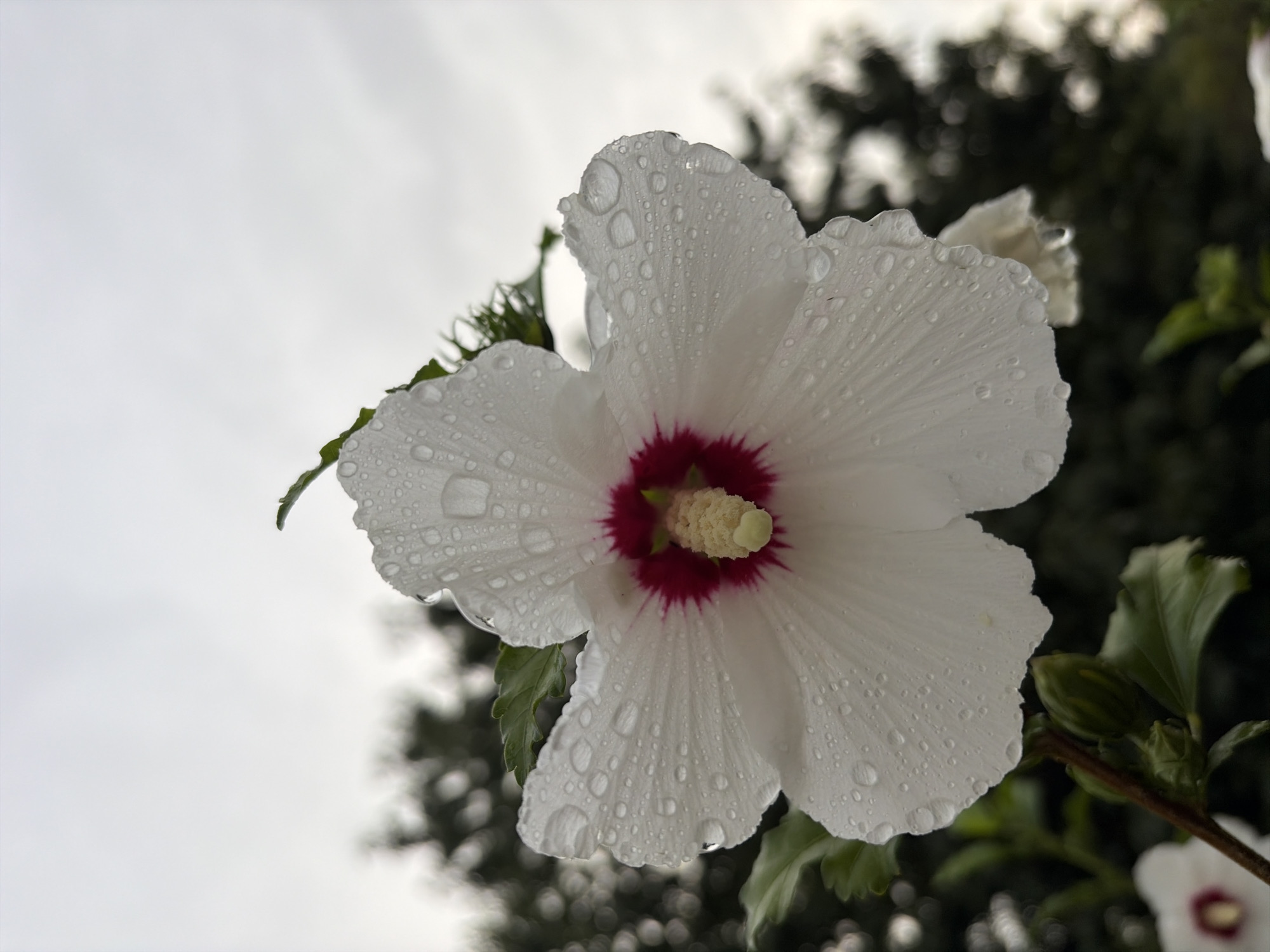 A single white hibiscus flower with a deep red center is the primary subject, captured in a medium close-up. Water droplets cling to the delicate petals, reflecting the overcast sky. The background is a blur of dark green foliage and trees, suggesting an outdoor setting. The flower is attached to a stem with several green leaves and two unopened buds. To the lower left of the main flower, a portion of another white hibiscus is visible, also with a red center. The image appears to have been taken in Oxentea, Moldova.