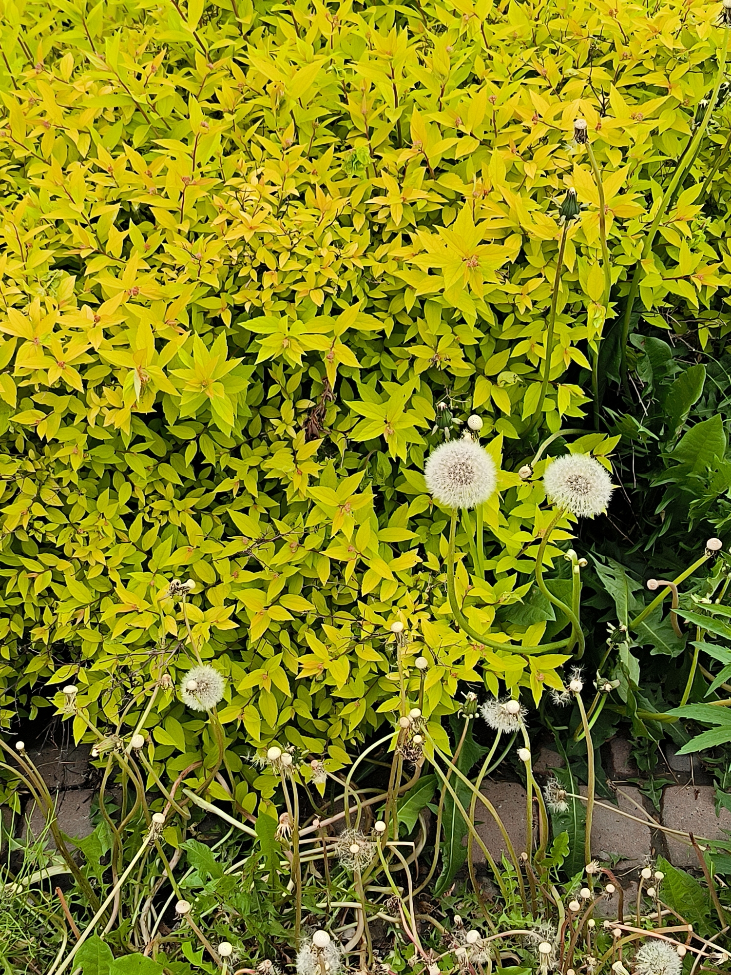 In Yuzhno-Sakhalinsk, Russia, a close-up outdoor shot displays a dense, vibrant green bush with bright yellow foliage. The bush occupies the majority of the frame. In the foreground and scattered throughout the bottom half of the image are several dandelions, some in their fluffy white seed-head stage, and others in various stages of fading or with nascent seed heads. The ground appears to be covered with grass and some scattered debris. The lighting suggests it is daytime, likely overcast given the soft shadows. No people or animals are visible in the scene. The overall impression is of a garden or park setting.