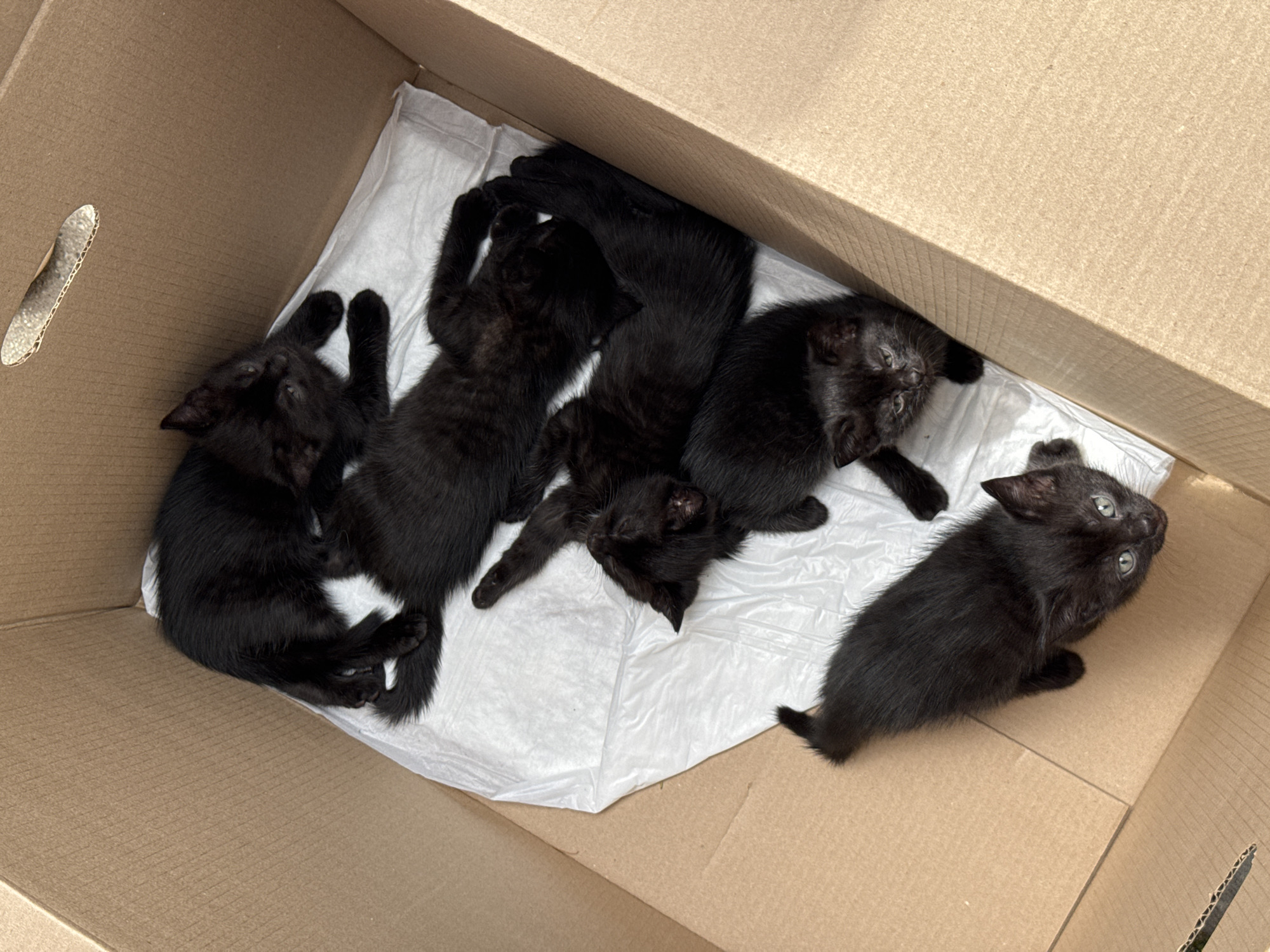 A cardboard box contains six black kittens nestled on a white disposable pad. The kittens are of varying sizes and positions, with some curled up asleep and others looking towards the camera. The box is open, revealing its corrugated interior. The scene is outdoors, with sunlight casting shadows into the box. The image is a top-down view of the kittens.
