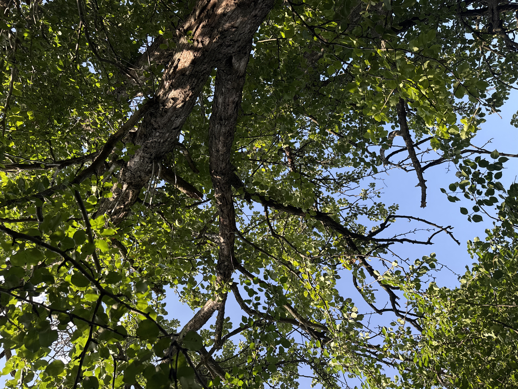 An upward view of a large tree with green leaves against a clear blue sky. The tree has a thick, textured trunk and numerous branches, some of which are bare. Several green fruits, possibly apples or pears, are visible among the foliage. The scene is likely outdoors in a natural setting. The location provided, Chervonyi Step, Ukraine, is not discernible from the image itself.
