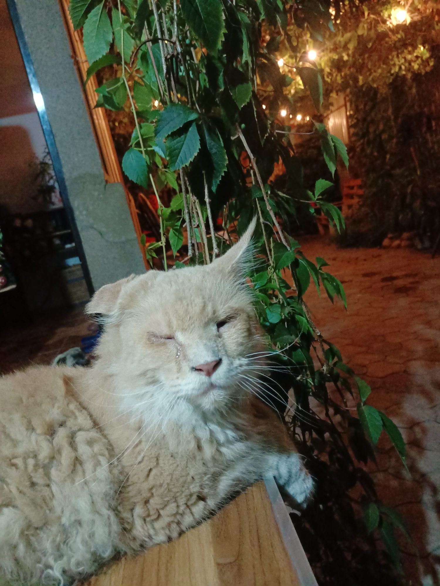 A fluffy, light-colored cat with curly fur is lying down, with its eyes mostly closed and a tear visible on its right eye. The cat is positioned on a wooden surface, with green vines and small lights hanging in the background. The scene appears to be outdoors at night, possibly in a courtyard or patio area. The background shows a textured wall and ground. The overall lighting is dim, with the lights from the vines providing illumination.