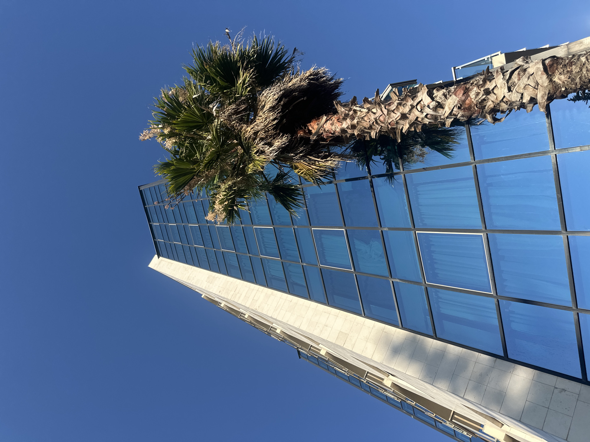 A tall building with a facade of blue glass windows and a section of beige stone is seen against a clear blue sky. A palm tree stands in front of the building, its trunk textured and its fronds reaching upwards. The image appears to be taken from a low angle, looking up at the structures. The scene is set in the city of Boreti, Montenegro.