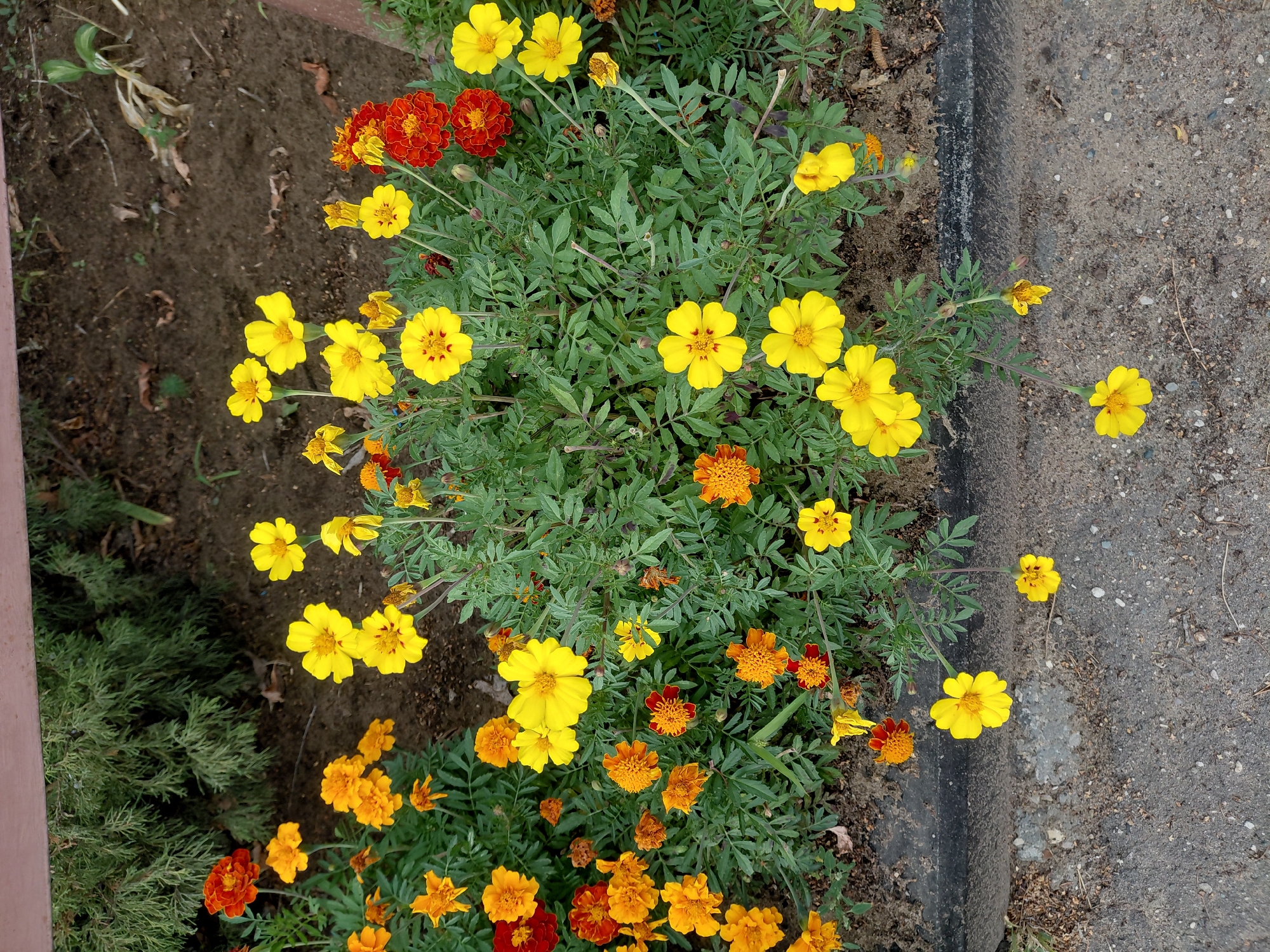 This image depicts a close-up, high-angle view of a bed of marigolds in an urban setting. The flowers are predominantly yellow and orange, with a few red blooms interspersed. They are planted in dark soil, with a dark gray curb and asphalt in the foreground. In the upper background, a wooden structure and dense green foliage are visible. The scene is likely located in the city of Zhukovsky, Russia, given the context of the request. There are no people or animals present in the image. The lighting suggests it is daytime, possibly overcast given the lack of harsh shadows.