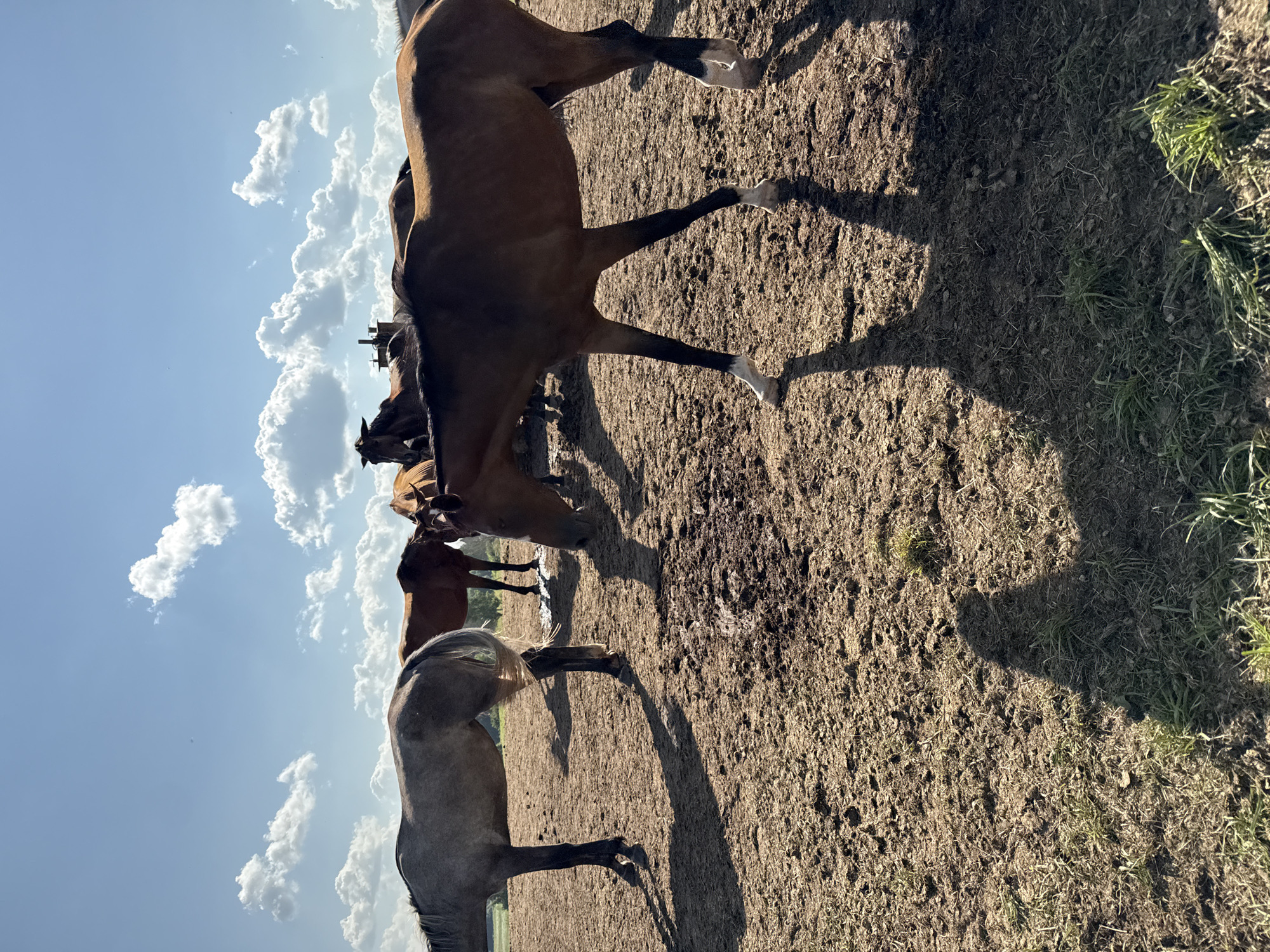 The image depicts a herd of horses in an outdoor enclosure, likely on a farm or ranch. The ground is dry, dusty earth with patches of dry grass. The horses are of various colors, including brown, gray, and reddish-brown. Some are standing still, while others appear to be grazing or moving. In the background, there are hints of trees and a structure that might be a barn or stable. The sky is blue with scattered white clouds, suggesting fair weather. The lighting indicates it is daytime, with shadows cast by the horses on the ground. No people are visible in the image. The setting appears to be rural. Without additional information, it's impossible to pinpoint the exact location in Galinė, Lithuania, beyond it being an outdoor equestrian environment.
