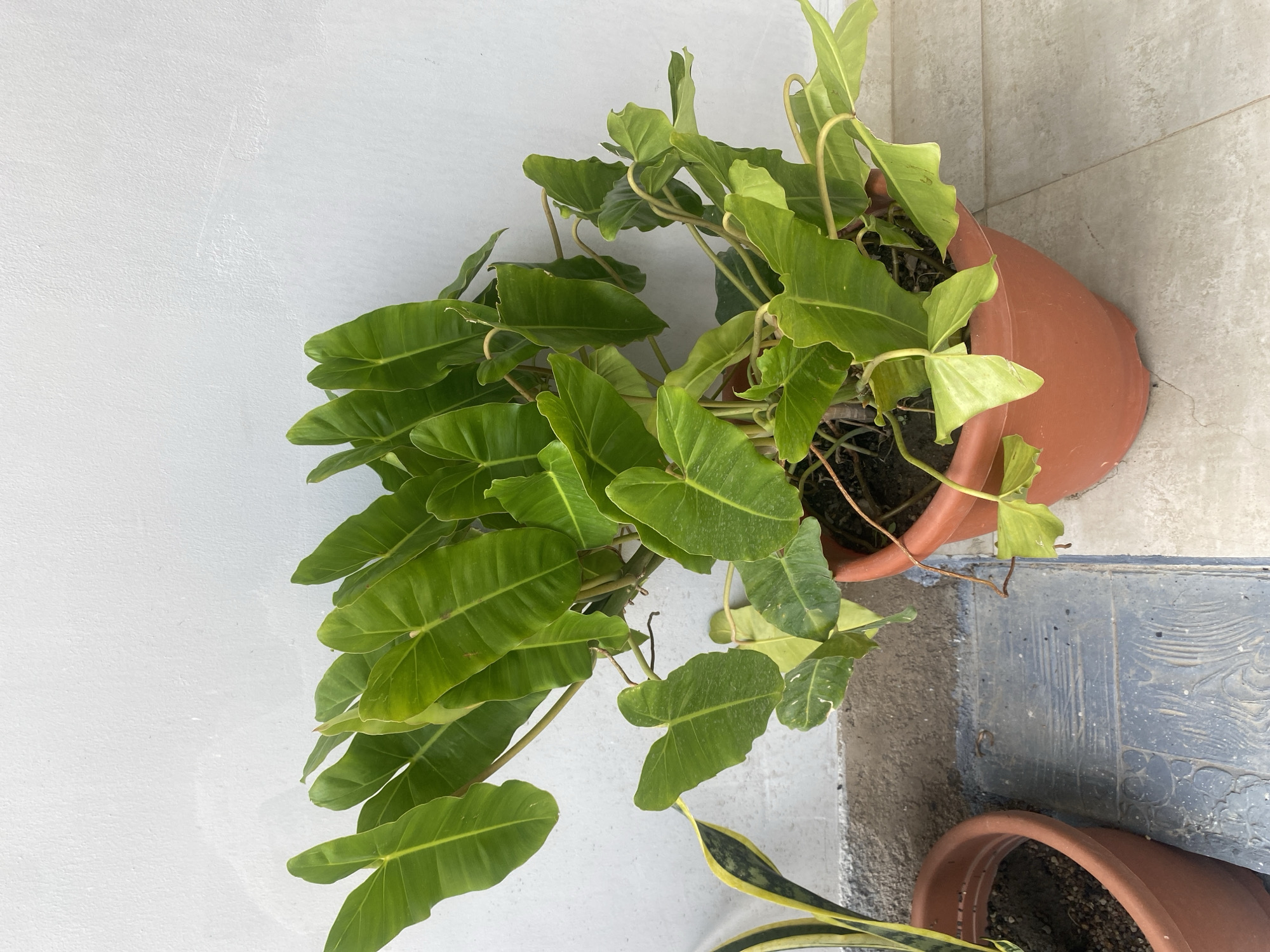 A potted plant with large, heart-shaped green leaves is shown against a white wall. The plant is in a brown plastic pot. To the left of the potted plant is another brown pot containing a snake plant. The scene appears to be outdoors, possibly on a patio or balcony, with tiled flooring. The lighting suggests it is daytime. The image does not depict any people or specific activities. The location is identified as Jos, Nigeria.