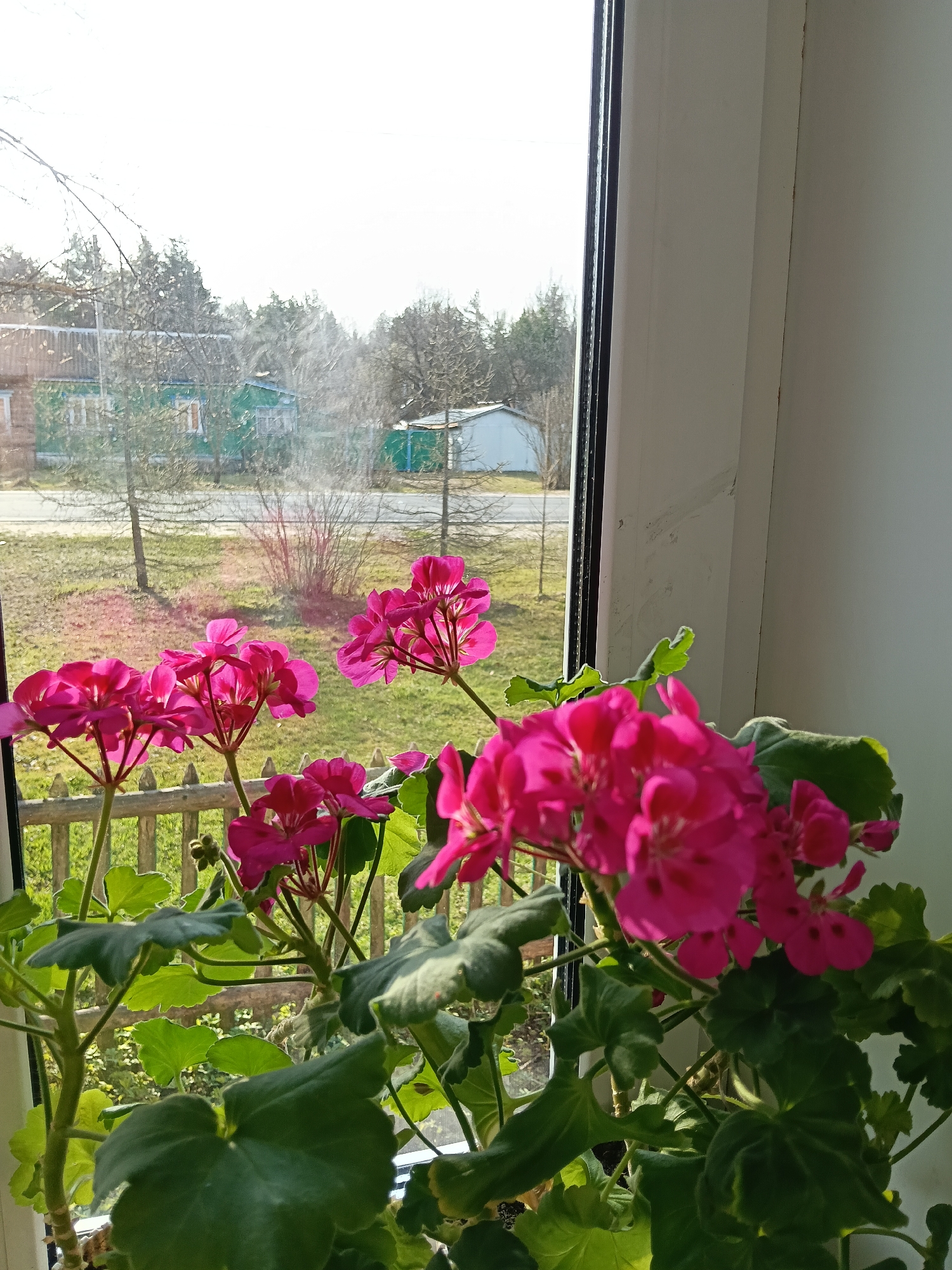 A potted plant with bright pink geranium flowers sits on a windowsill. Outside the window in Krasny Mayak, Russia, there's a view of a residential street with a green house and a shed. A wooden fence is visible in the foreground of the outdoor view. The day appears sunny.