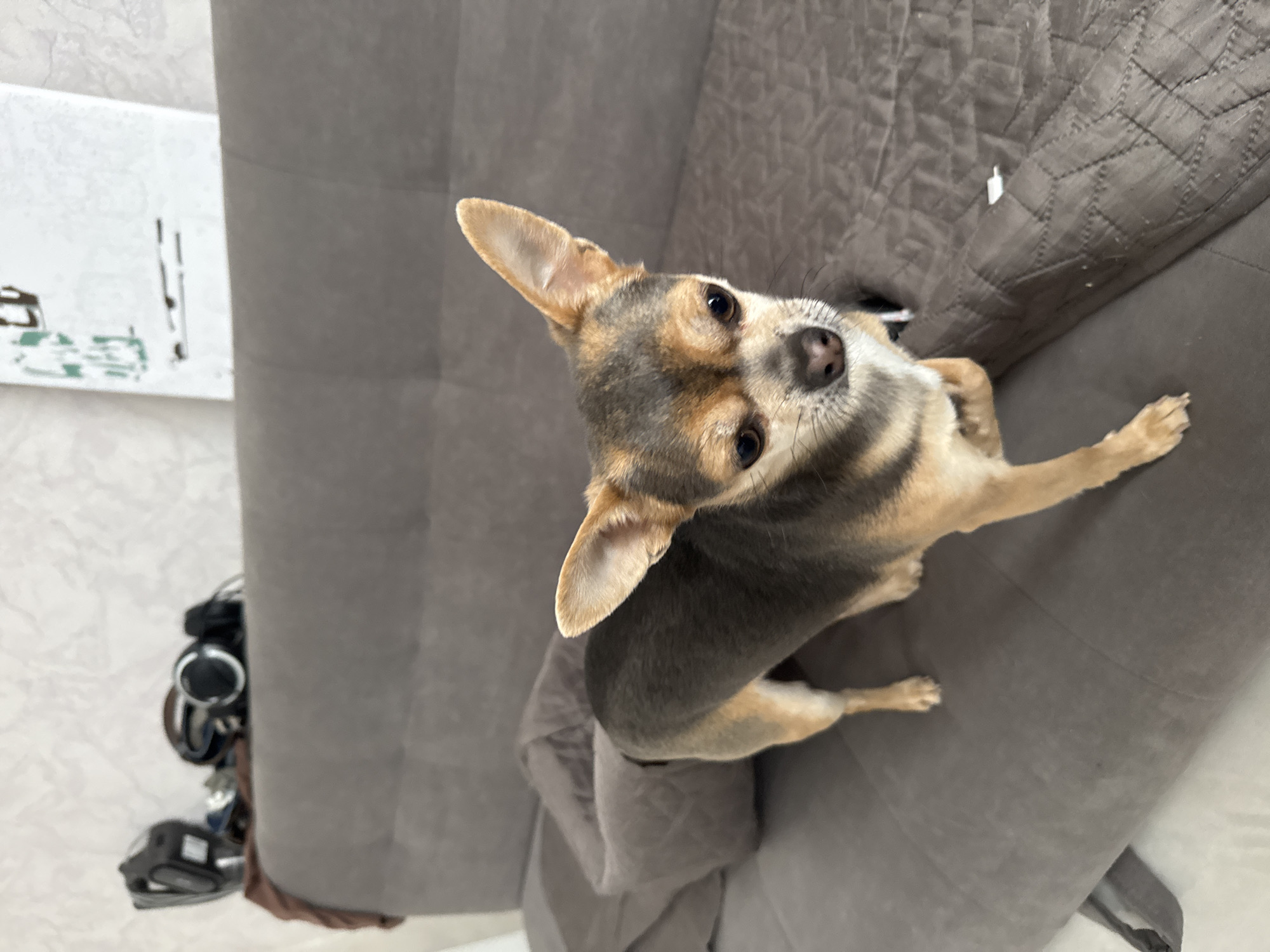 A high-angle shot shows a small, tan and gray Chihuahua dog sitting on a gray couch. The dog is looking up towards the camera. Parts of the room are visible, including a white wall with a framed image and a dark-colored object resembling a motorcycle helmet on the floor. The location is unknown and not discernable from the image. Sochi, Russia is not discernible from the image.