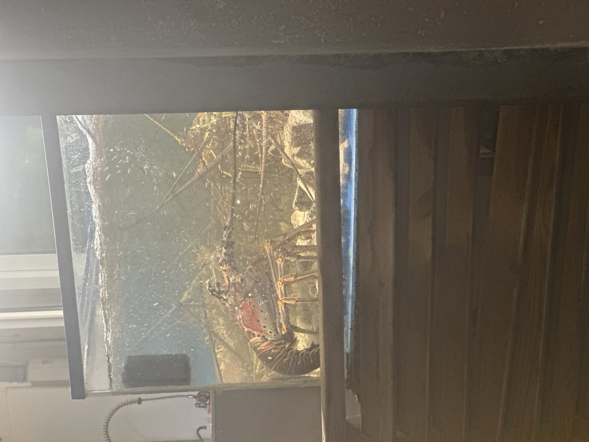 A lobster is in an aquarium. It is located in Le Gosier, France. The aquarium is in an unfinished room. There are wood studs on the right.