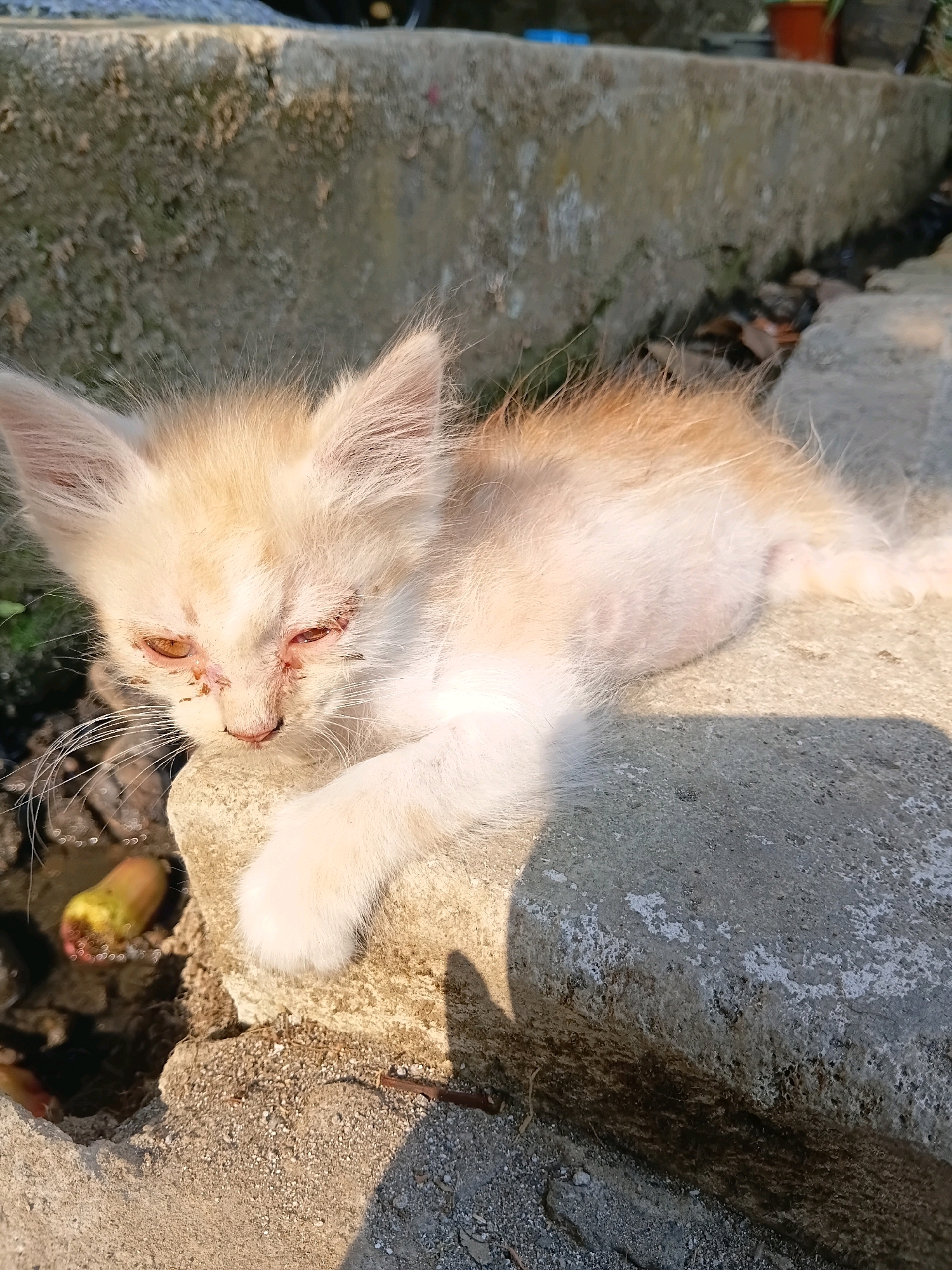 A pale orange and white kitten is lying on a concrete surface outdoors. The kitten appears unwell, with crusty, inflamed eyes and dirt on its face. Its fur is matted in places, and its body is thin. The kitten is resting its head on a rough, grey concrete ledge. To the left of the kitten, a small crevice in the concrete holds murky water with two yellow and red objects floating in it. The ground around the concrete is covered in small stones and dry leaves. In the background, out of focus, is a wall or elevated structure, also made of concrete. The lighting suggests it is daytime, with harsh shadows cast by the kitten and the concrete. The scene appears to be an outdoor area, possibly an alleyway or neglected public space, in Cikal, Indonesia.
